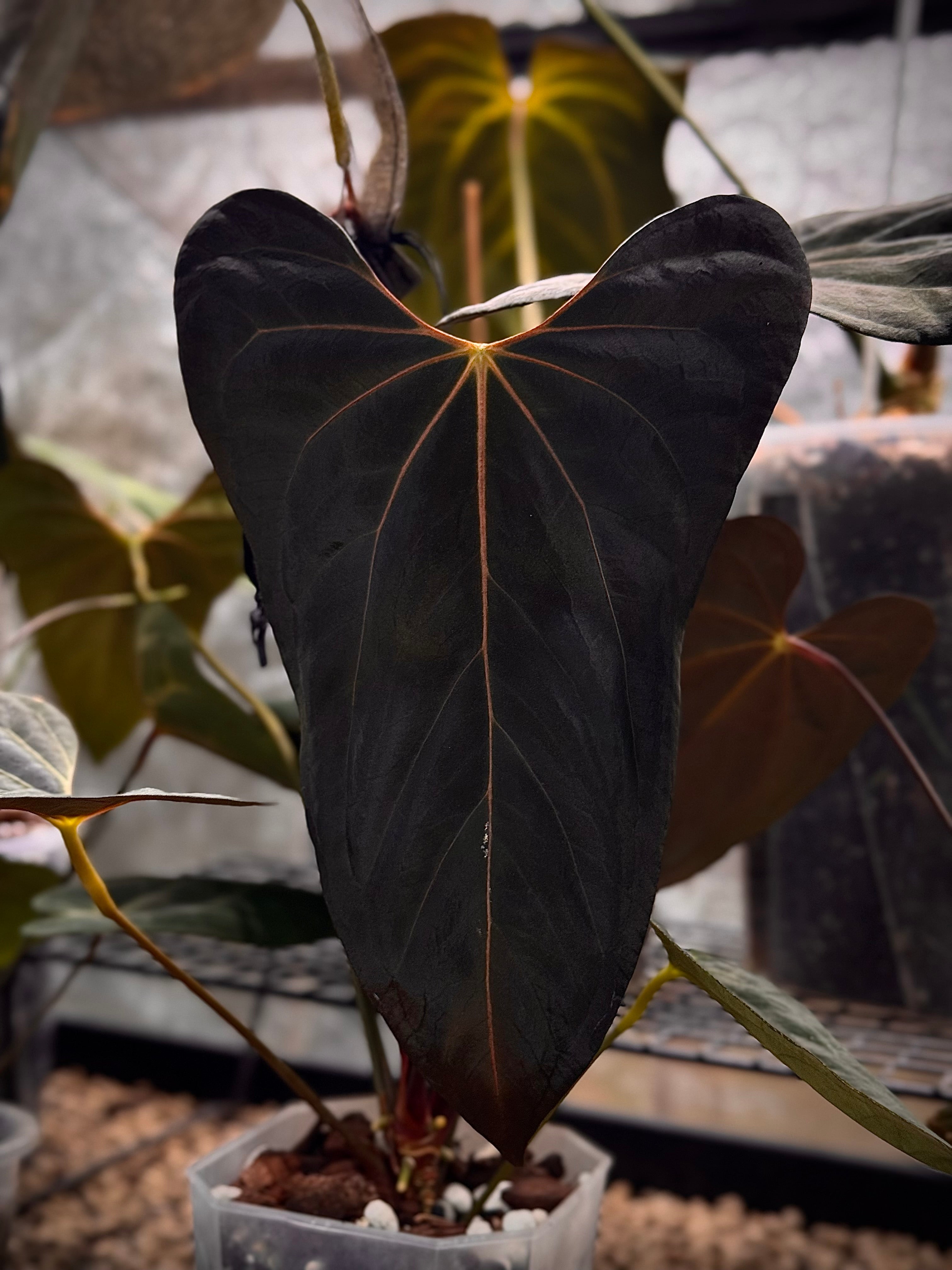 Anthurium (XOne x Indo Portillae) x Ralph Lynam S1