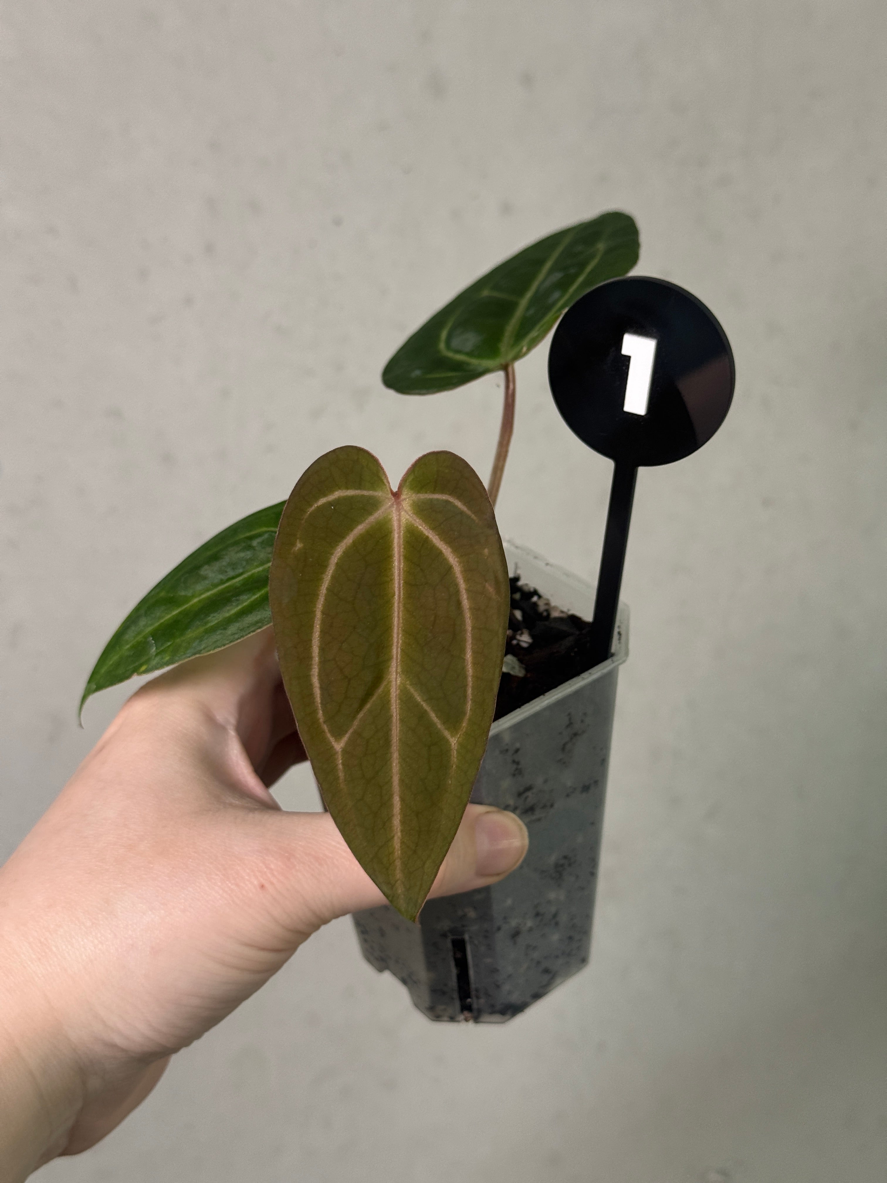 Smukhi Anthurium plant with vibrant green leaves and glossy red flowers, displayed in a pot on a white background.