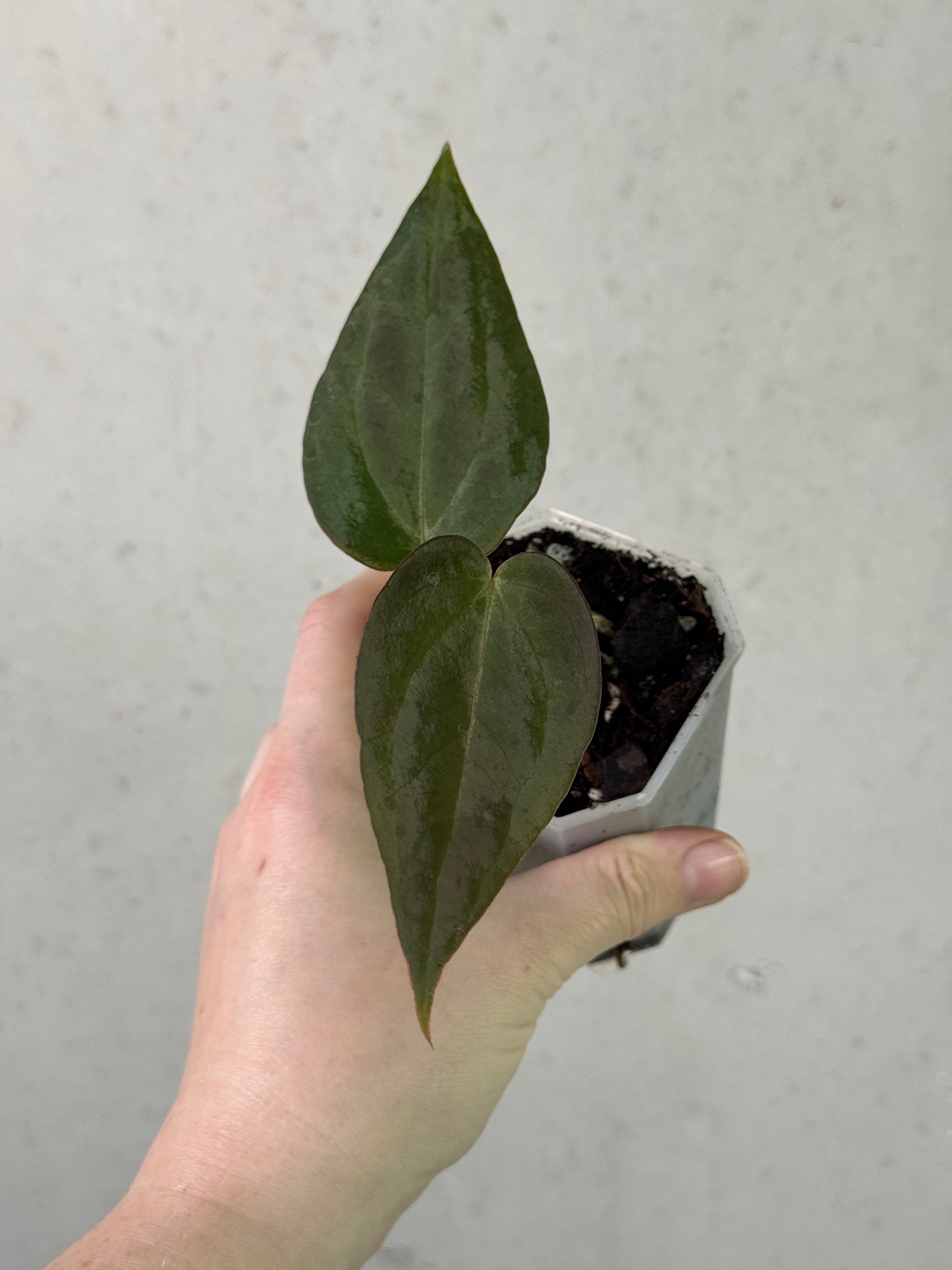 Anthurium Black Widow '13' and Red Velvet Cake '24' plants from DocBlock, showing vibrant dark and red foliage.