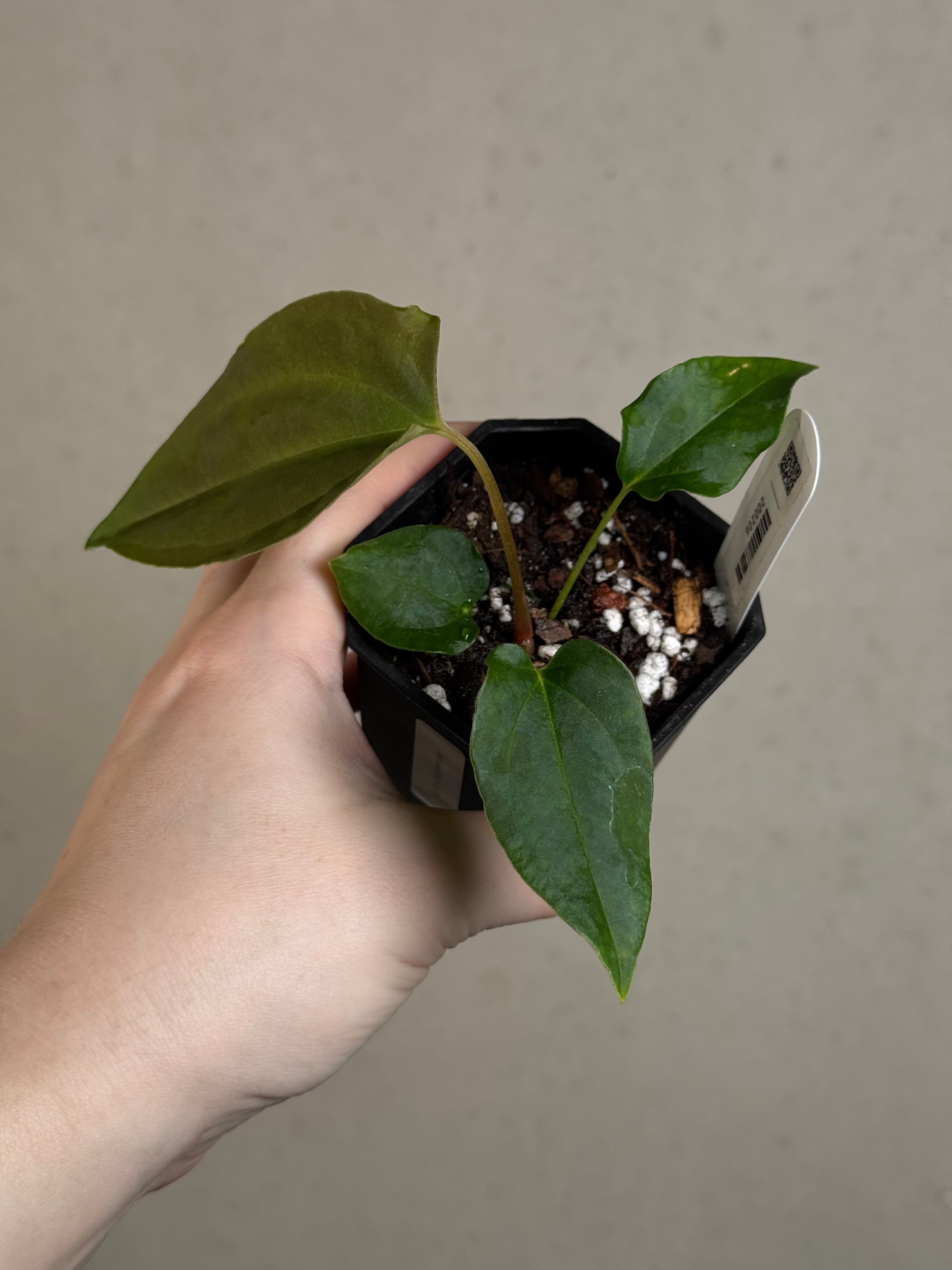 Anthurium (FSxRL) x (RLxFS)