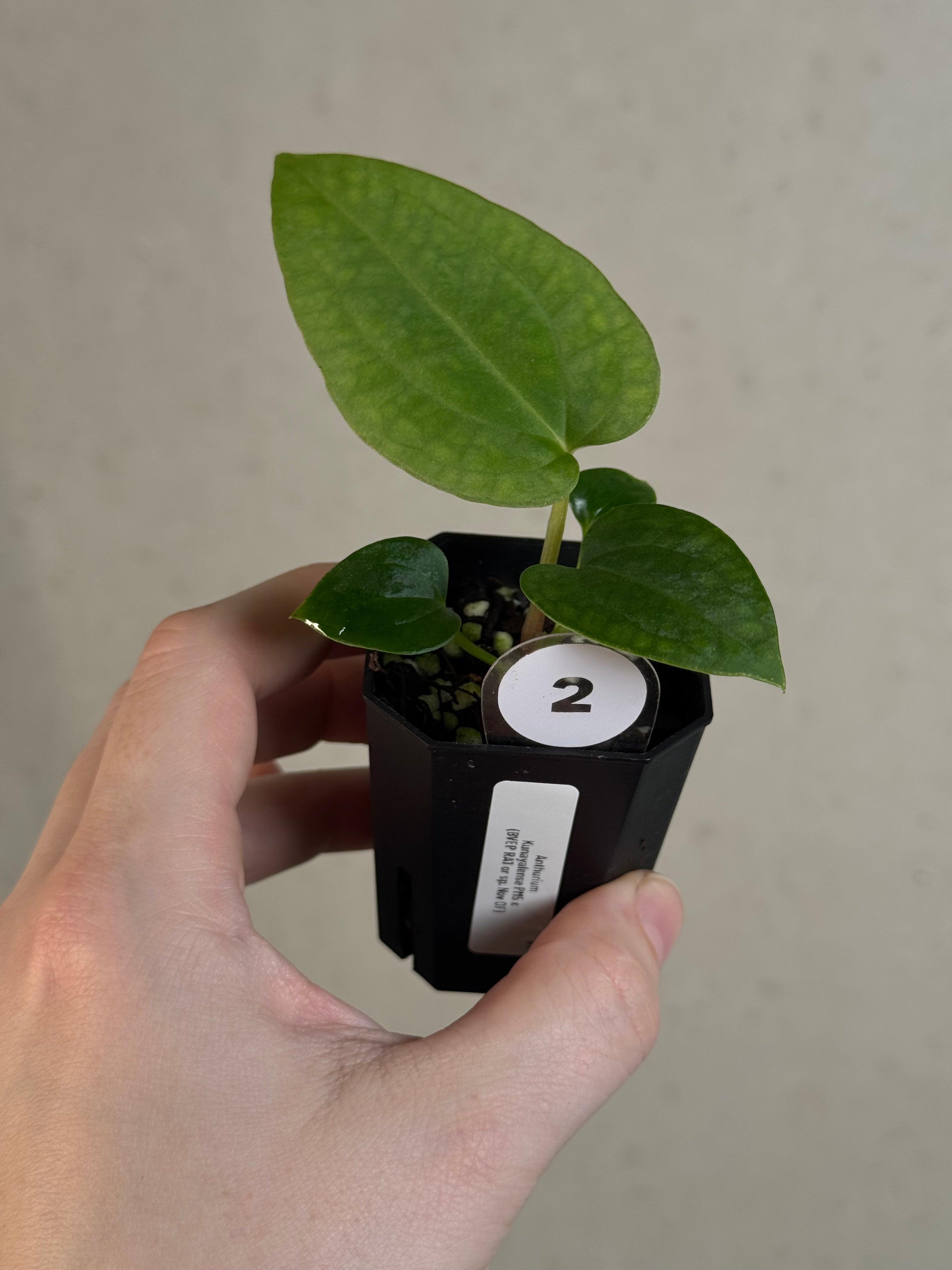 Anthurium Kunayalense PM5 x (BVEP RA1 or sp. Nov DF)