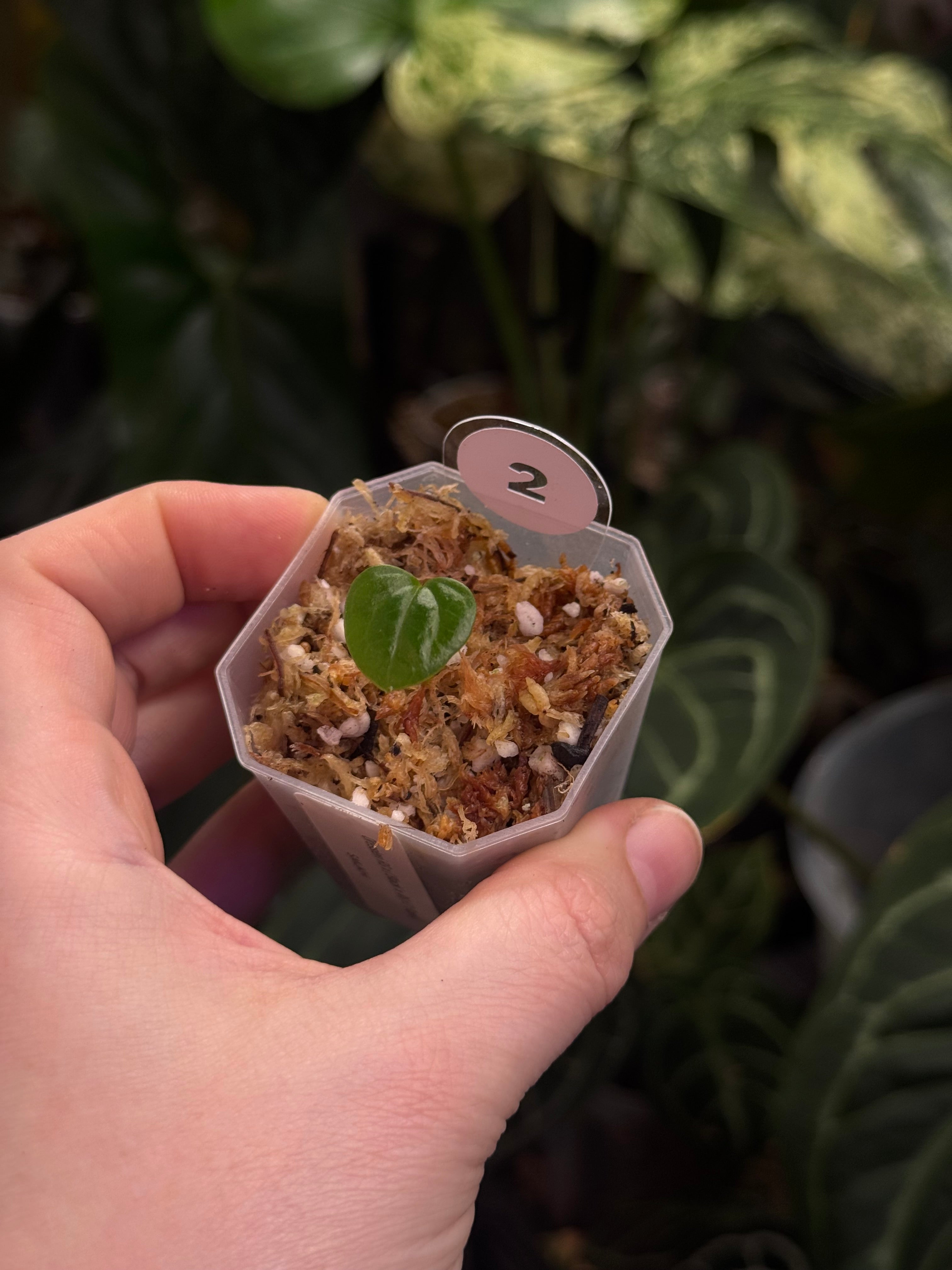 Anthurium Dressleri RG x ('Black' x RG F2 Dark)