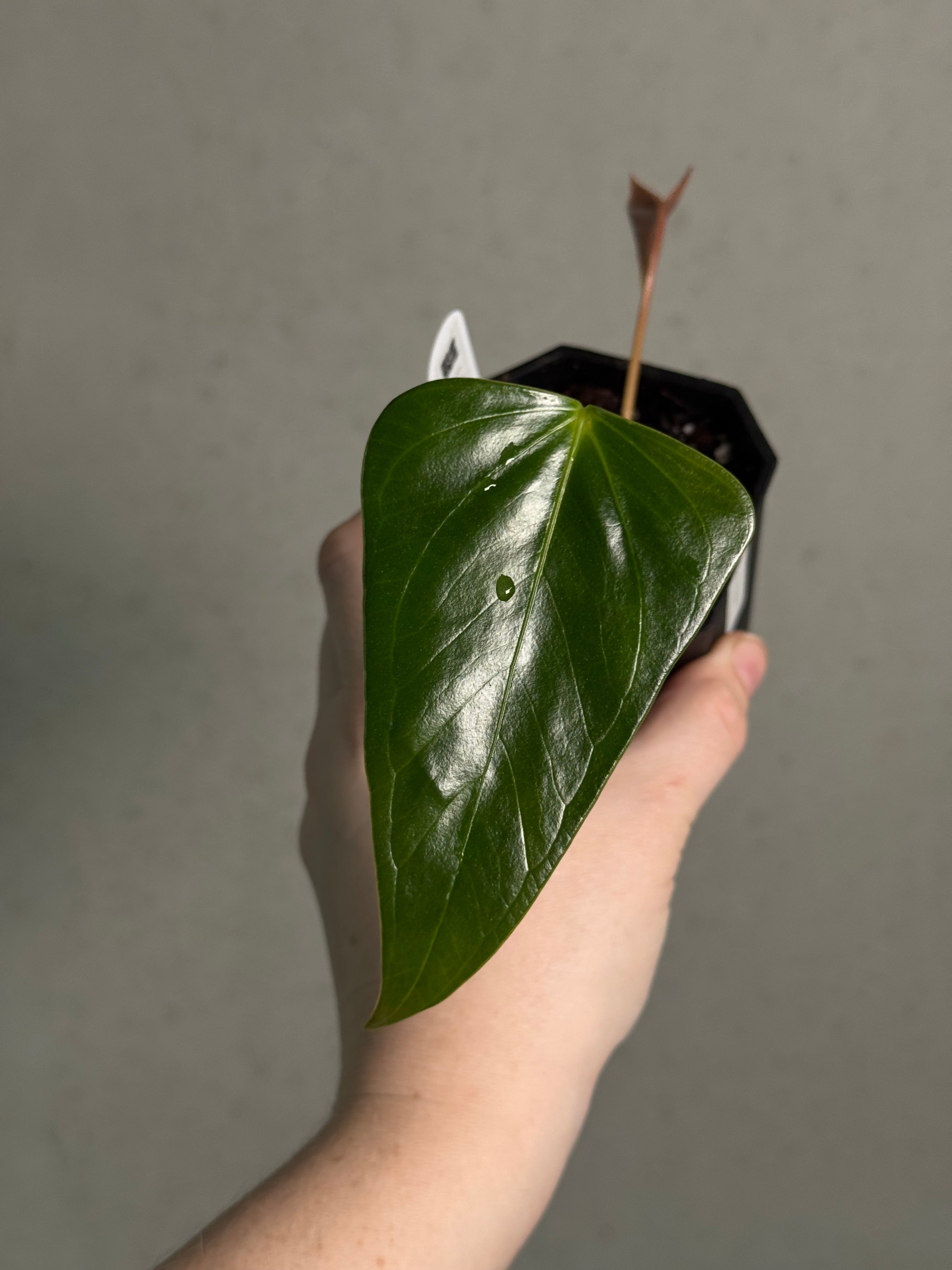 Anthurium Subsignatum - Clone - SMUKHI