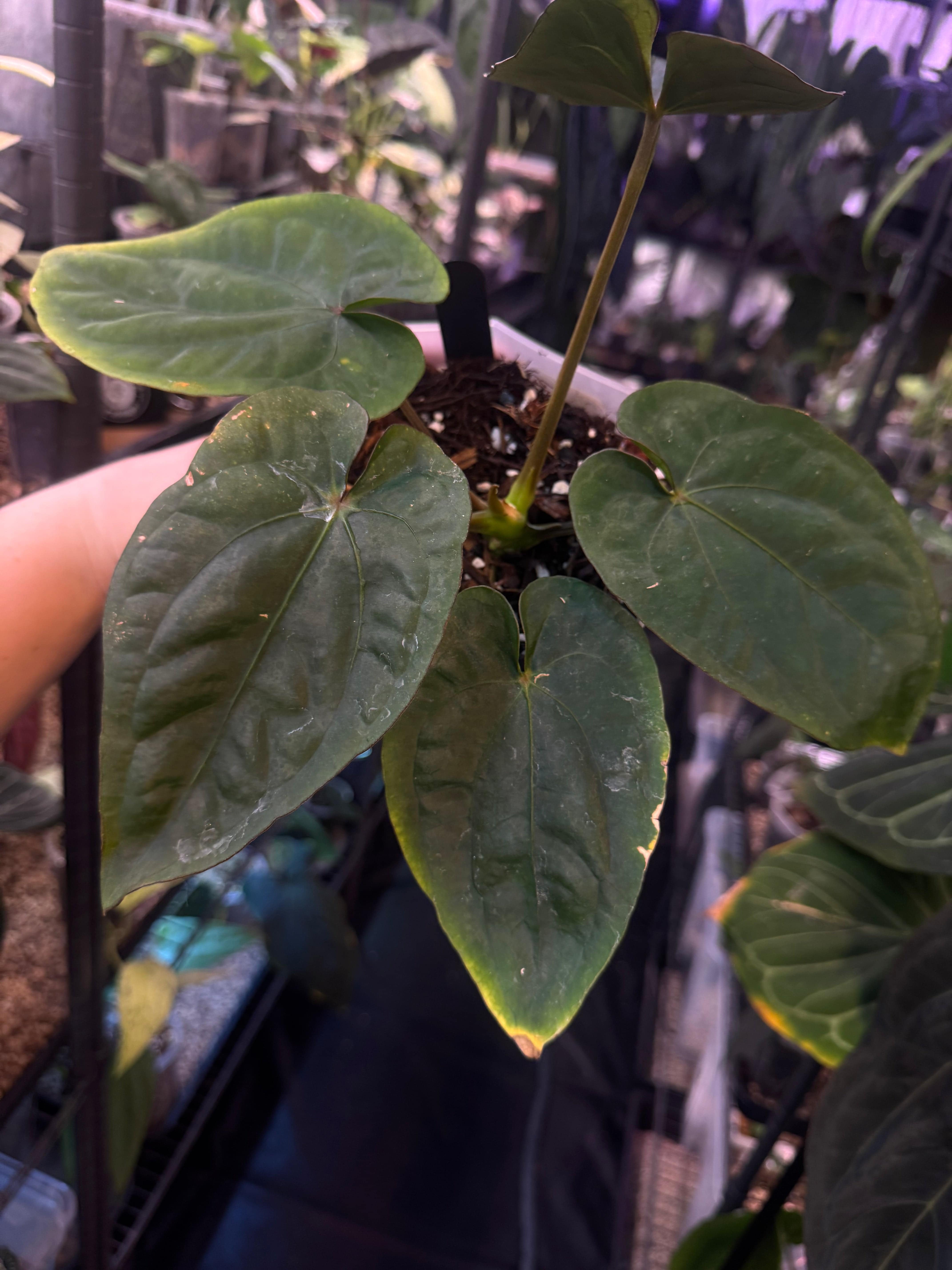 NFS: Anthurium Dressleri Black x RG#2 - SMUKHI