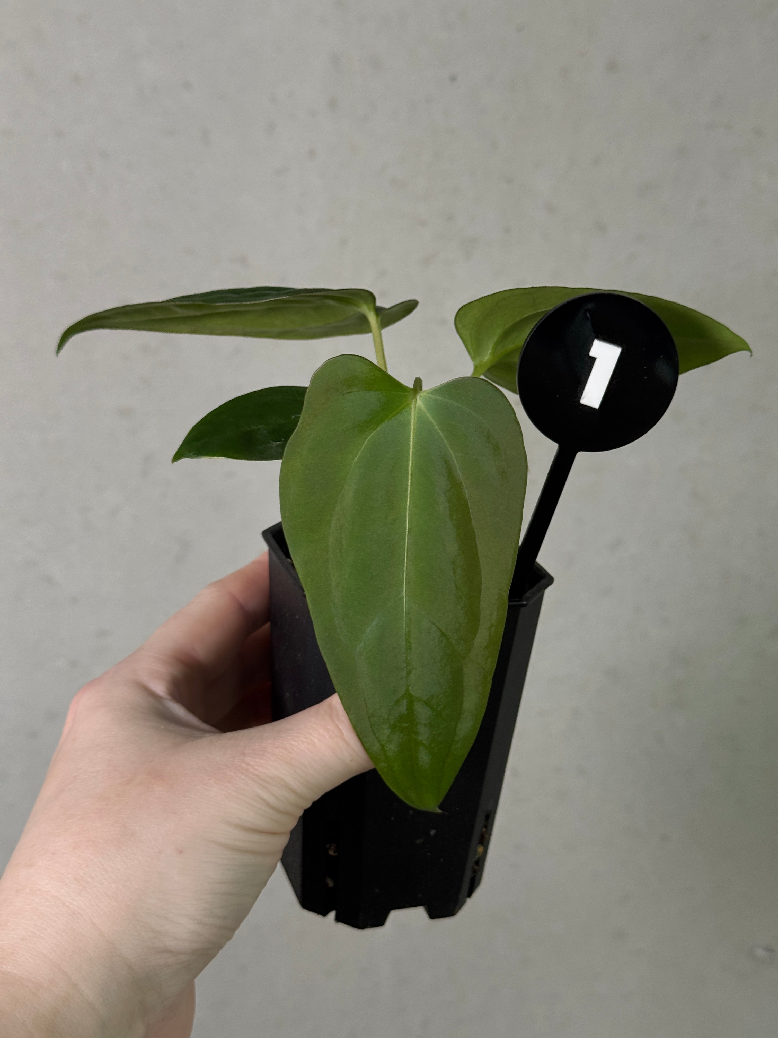 Anthurium (Papillilaminum 'Marie' x 'IL') x Indo Portillae or self