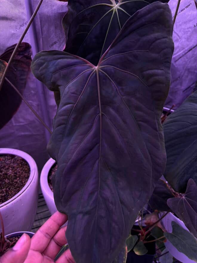 Anthurium Ralph Lynam x self