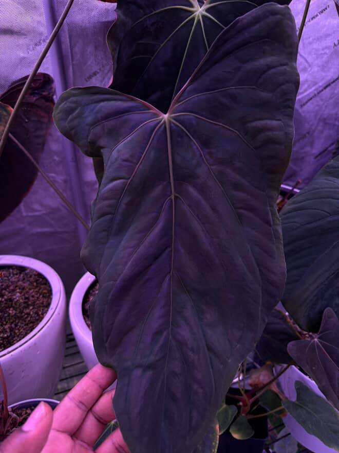 Anthurium Ralph Lynam x self - SMUKHI