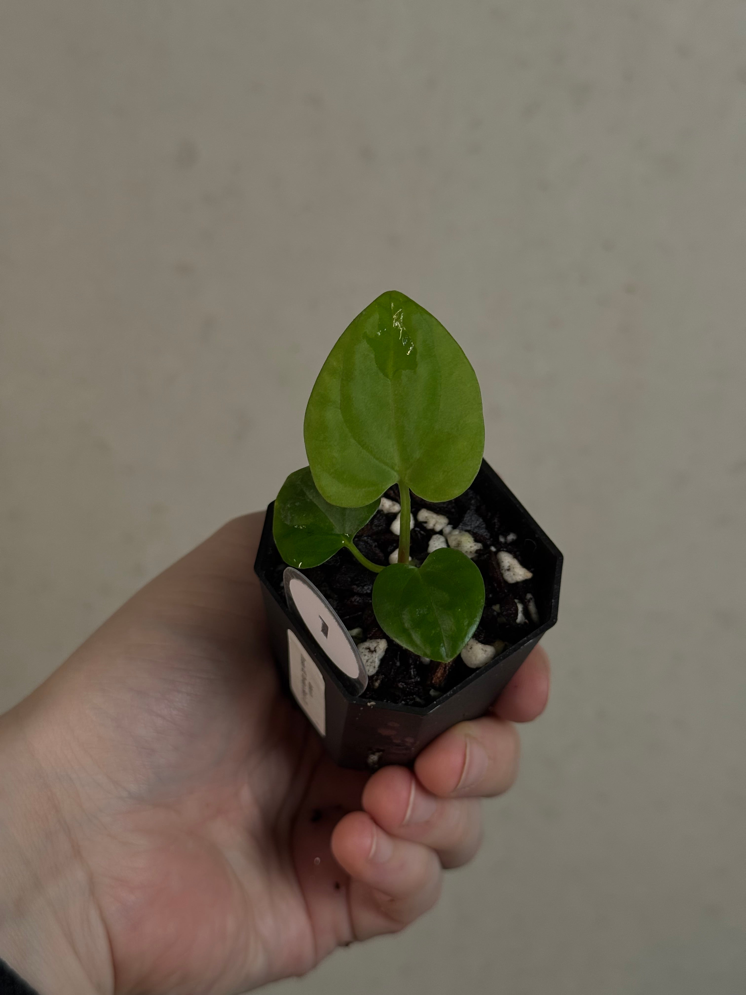 Anthurium Dressleri NSE 'Obsidian' x (Black x F2)