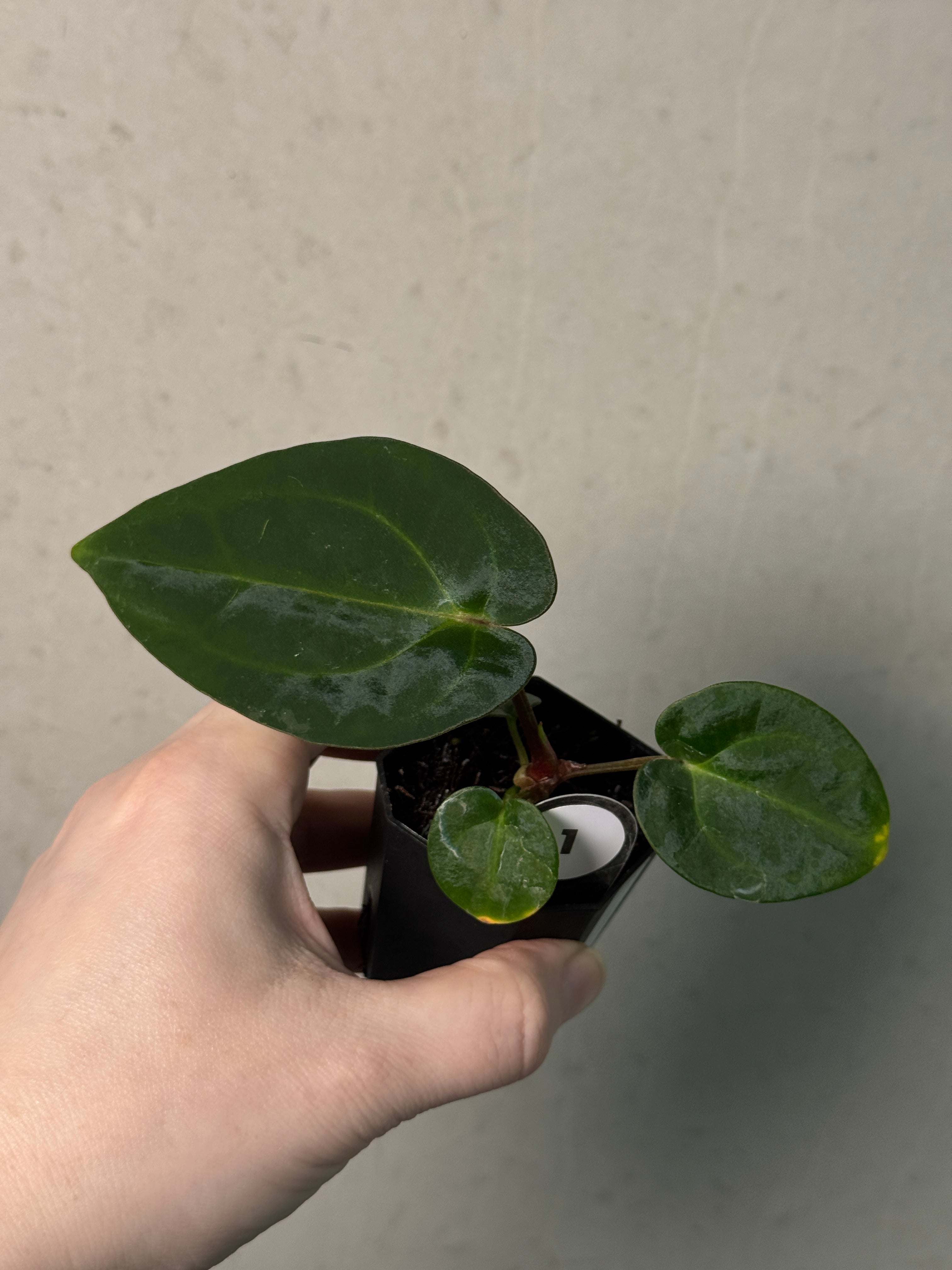 Anthurium Carlablackiae (RA5 x RA10) x (Dressleri RG F2 x Carlablackiae ‘Amanda’) - SMUKHI