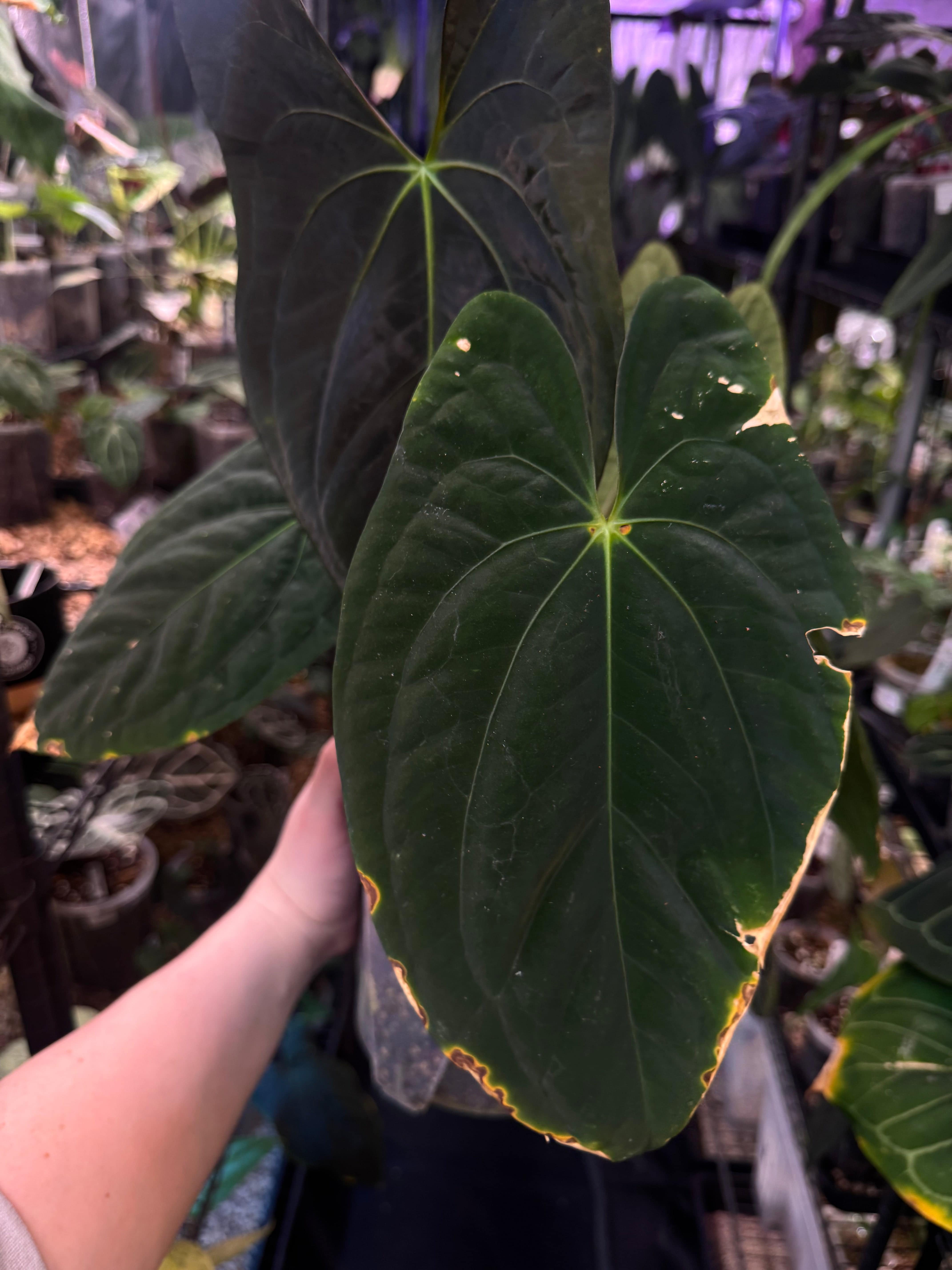 Anthurium Dark Phoenix - Clone - SMUKHI