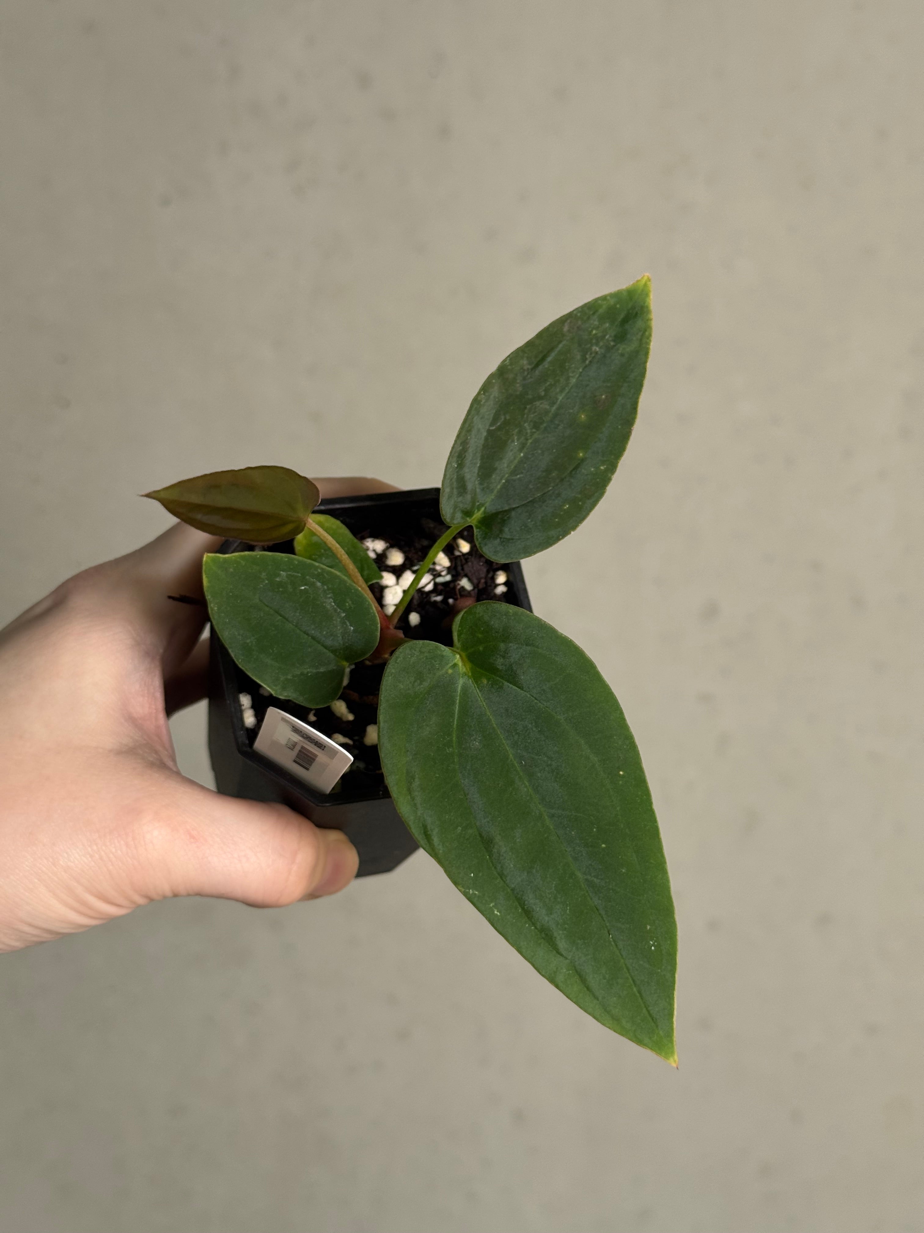 Anthurium BVEP ('Round' x RA1) x (WU1 x 'Oliver') - SMUKHI