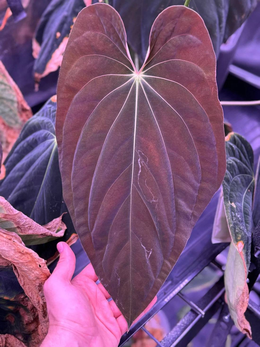 Anthurium Kunayalense PM5 x (BVEP RA1 or sp. Nov DF) - SMUKHI