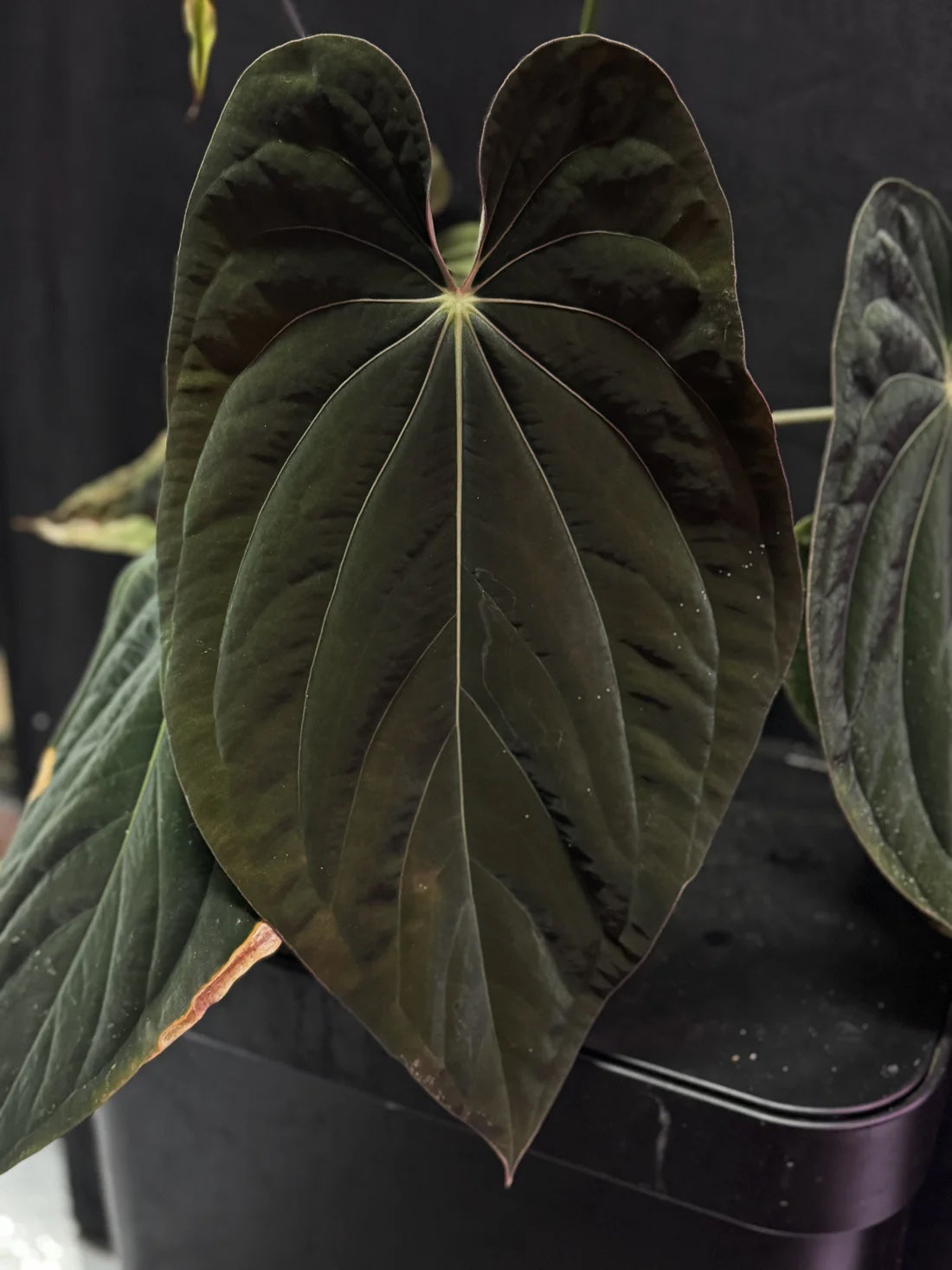Anthurium Red Vein Dark Phoenix x BVEP RA1