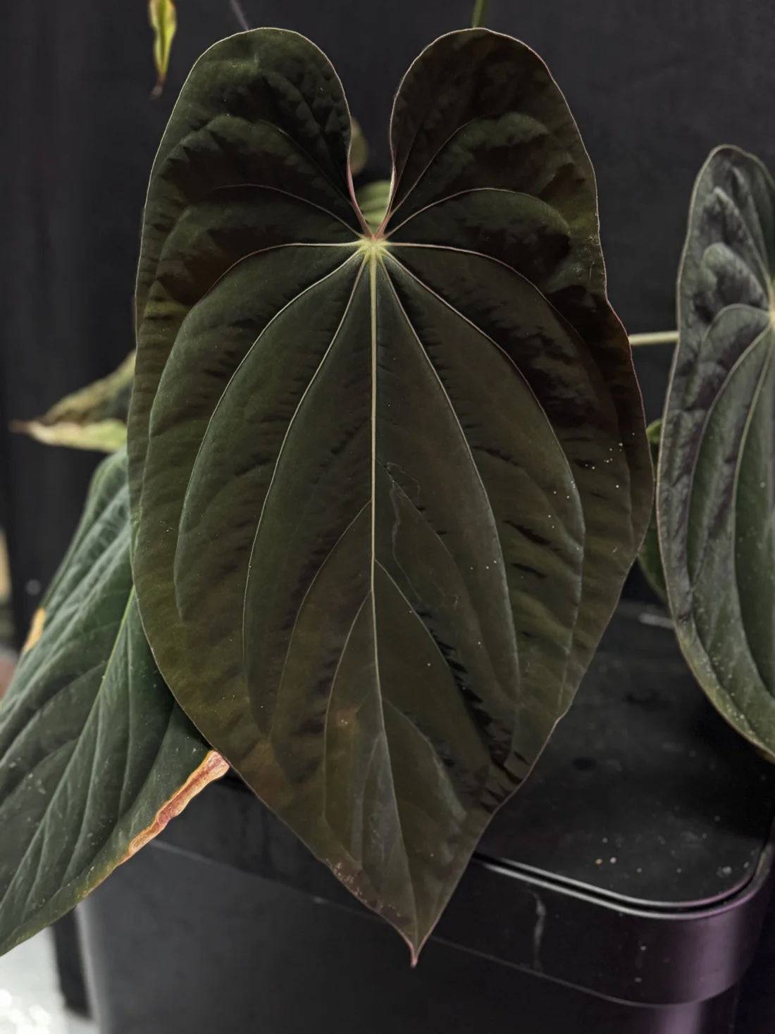 Anthurium Red Vein Dark Phoenix x BVEP RA1 - SMUKHI