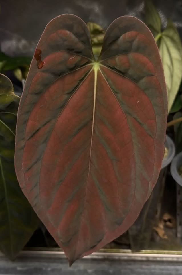 Anthurium BVEP 'Round' x 'Felix' hybrid plant by Mathiux Aroid with deep green and red leaves in a decorative pot.