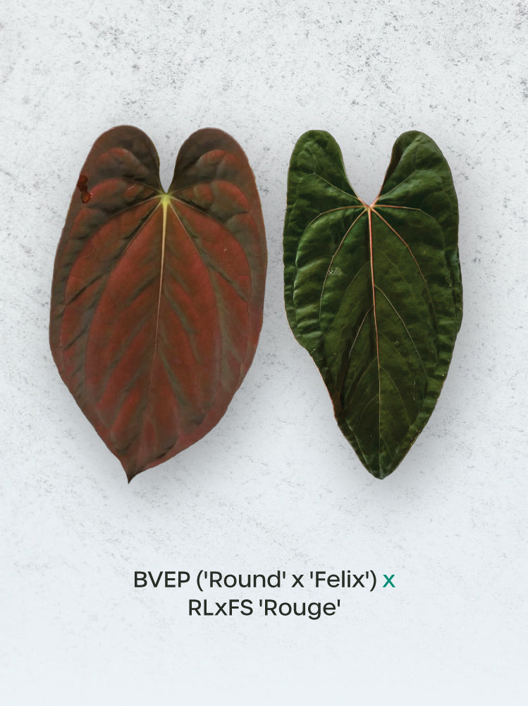 Anthurium BVEP 'Round' x 'Felix' and RLxFS 'Rouge' plants with vibrant red leaves, displayed in a lush green setting.