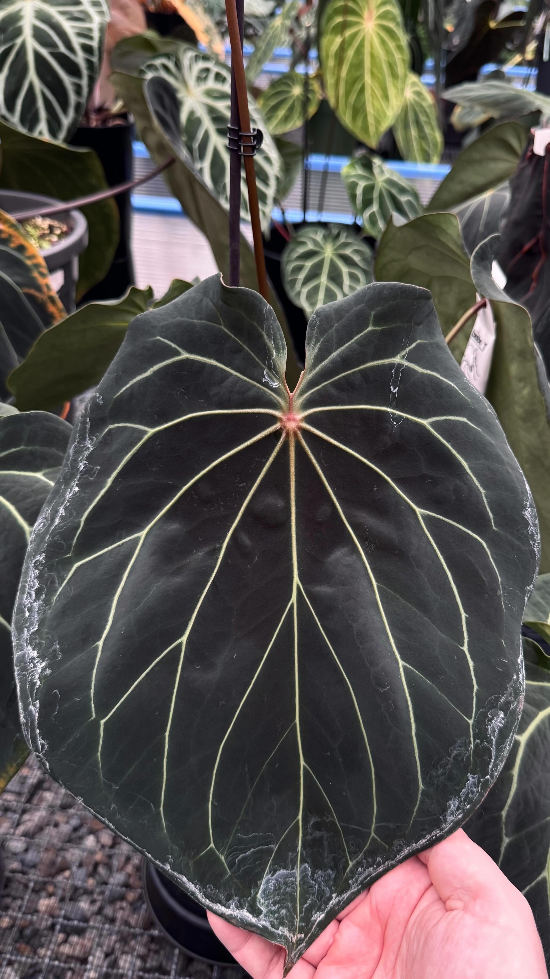 Variegated Stingray Anthurium plant with striking black and red leaves, featuring a mix of Black Widow, Michelle, and Red Velvet Cake varieties.