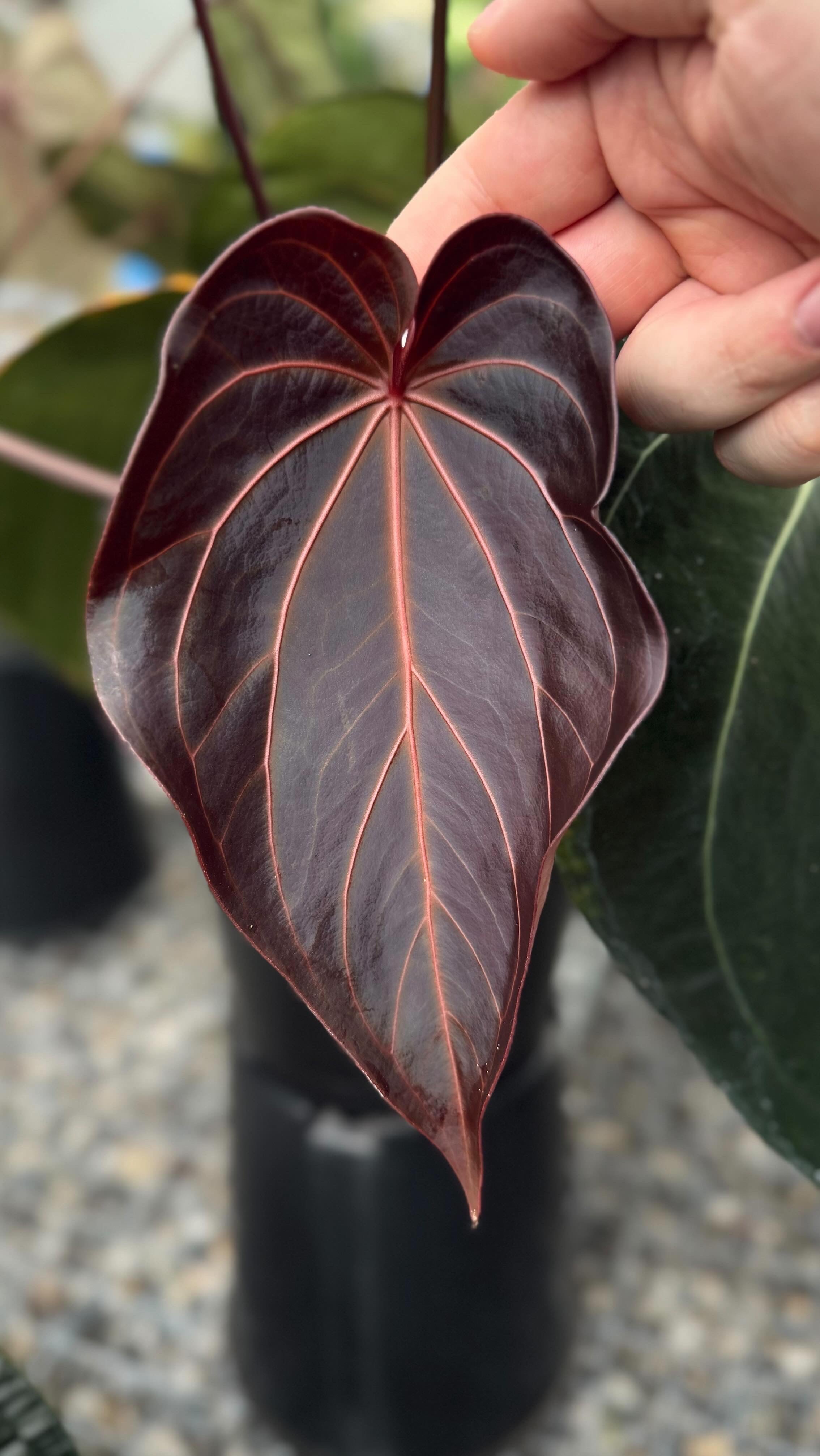 Variegated Stingray Anthurium plant with black, red, and green leaves, featuring striking variegation and unique leaf patterns.