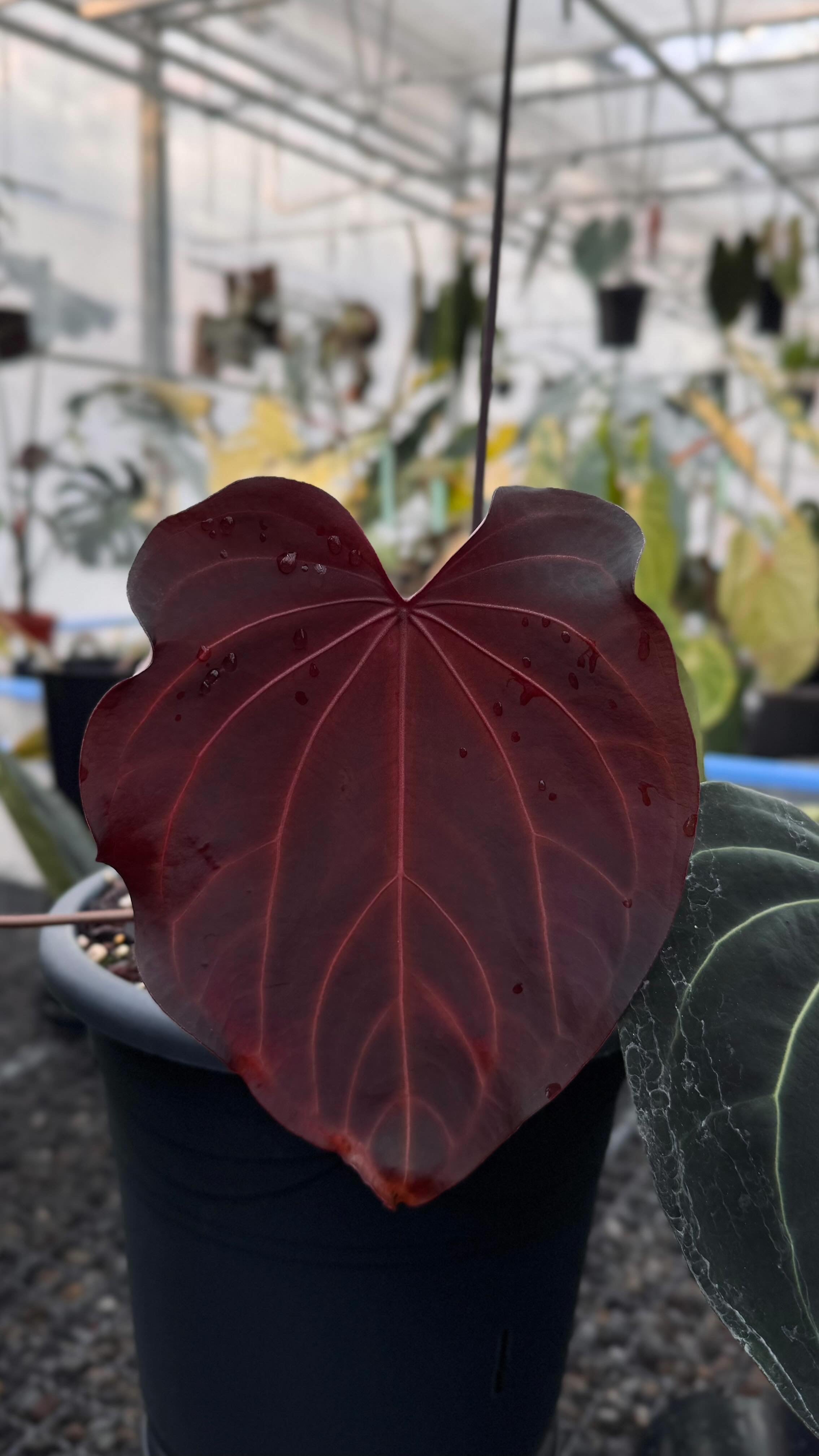 Variegated Stingray Anthurium plant with dark glossy leaves and vibrant red and black coloration, labeled BW-x-RVC-2-01.