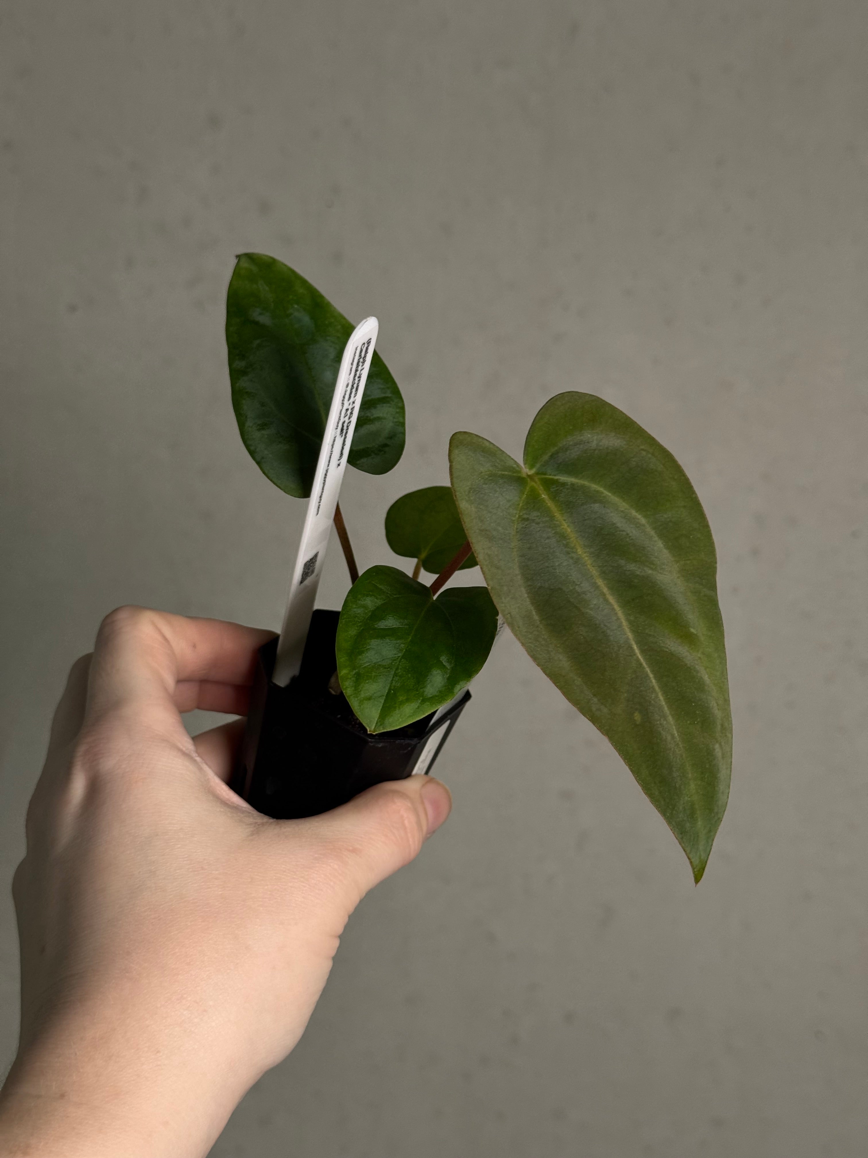 Anthurium (Ralph Lynam x Dressleri RG) x (Carlablackiae A1 x self)