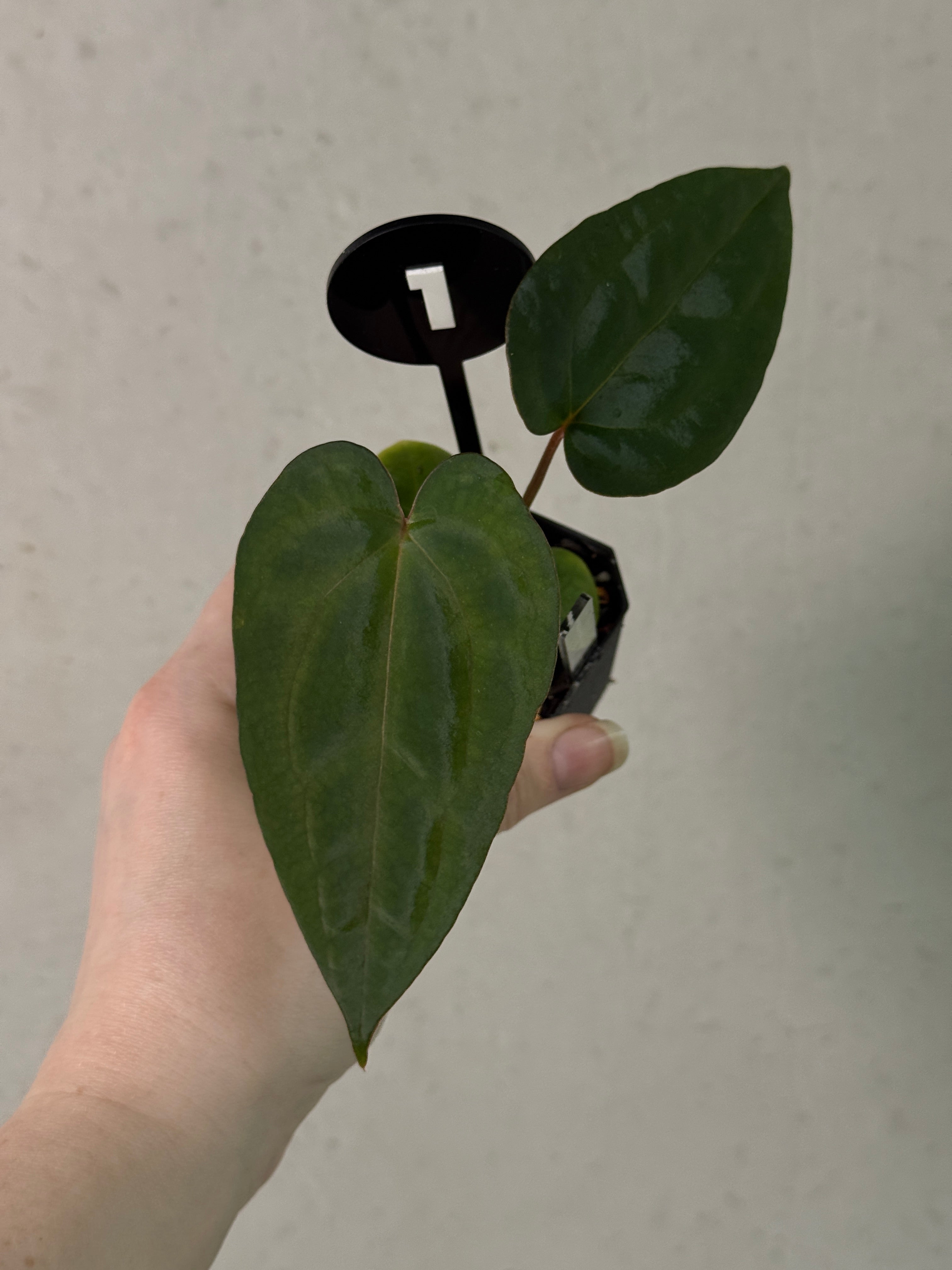Anthurium Fort Sherman x open
