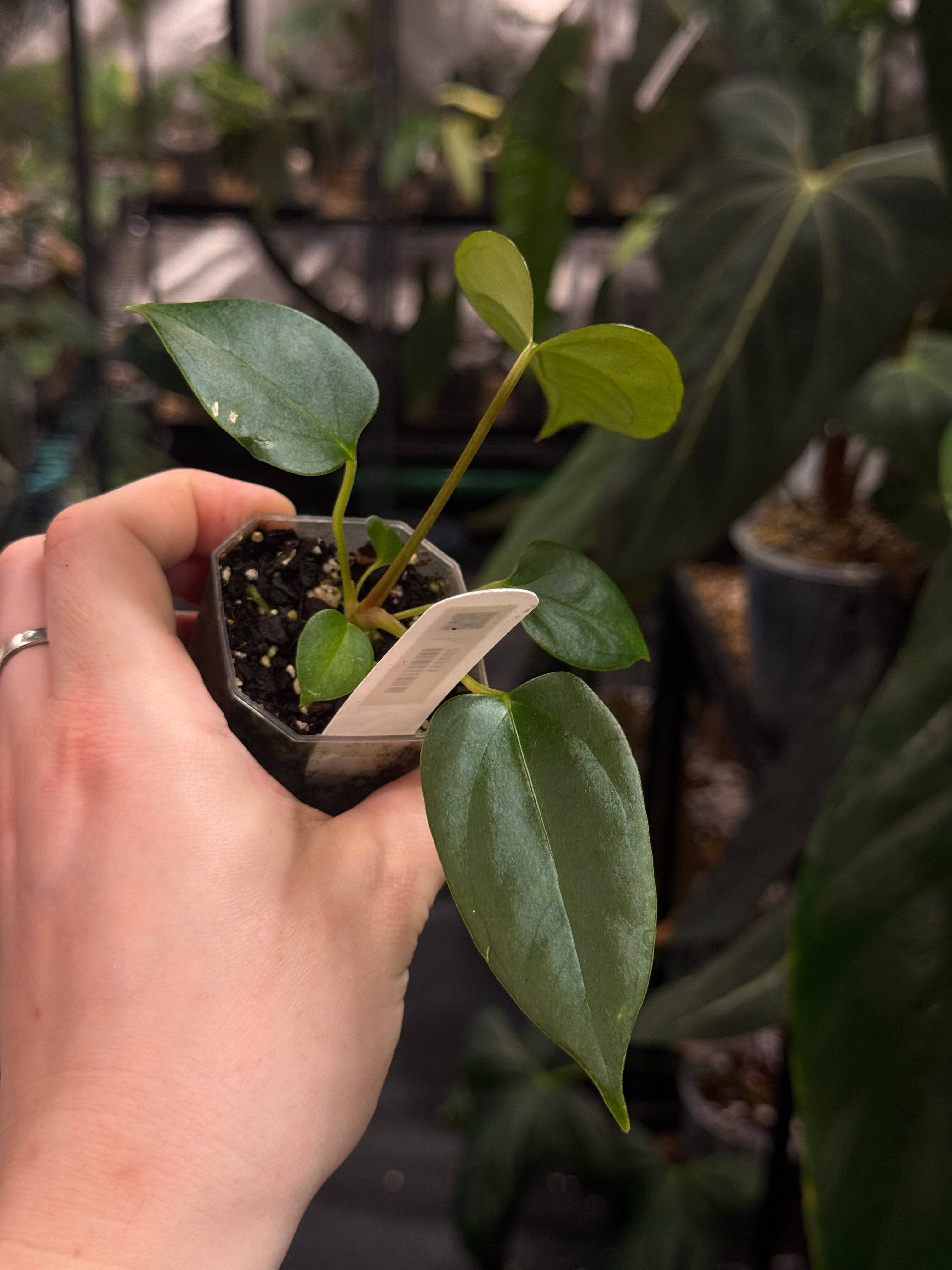 Anthurium Subsignatum x FSxRL ‘Grim Reaper’ - SMUKHI