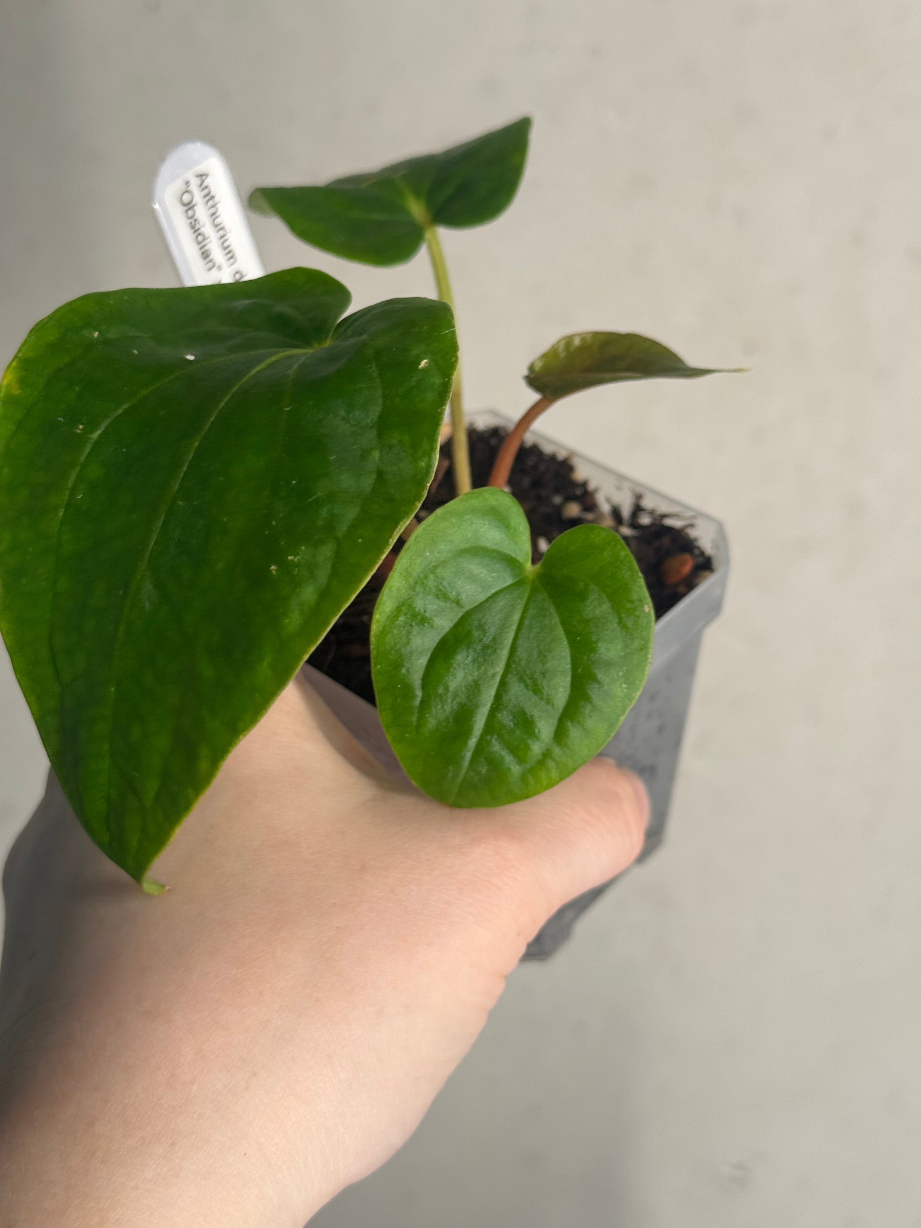 Anthurium Dressleri NSE 'Obsidian' x RG