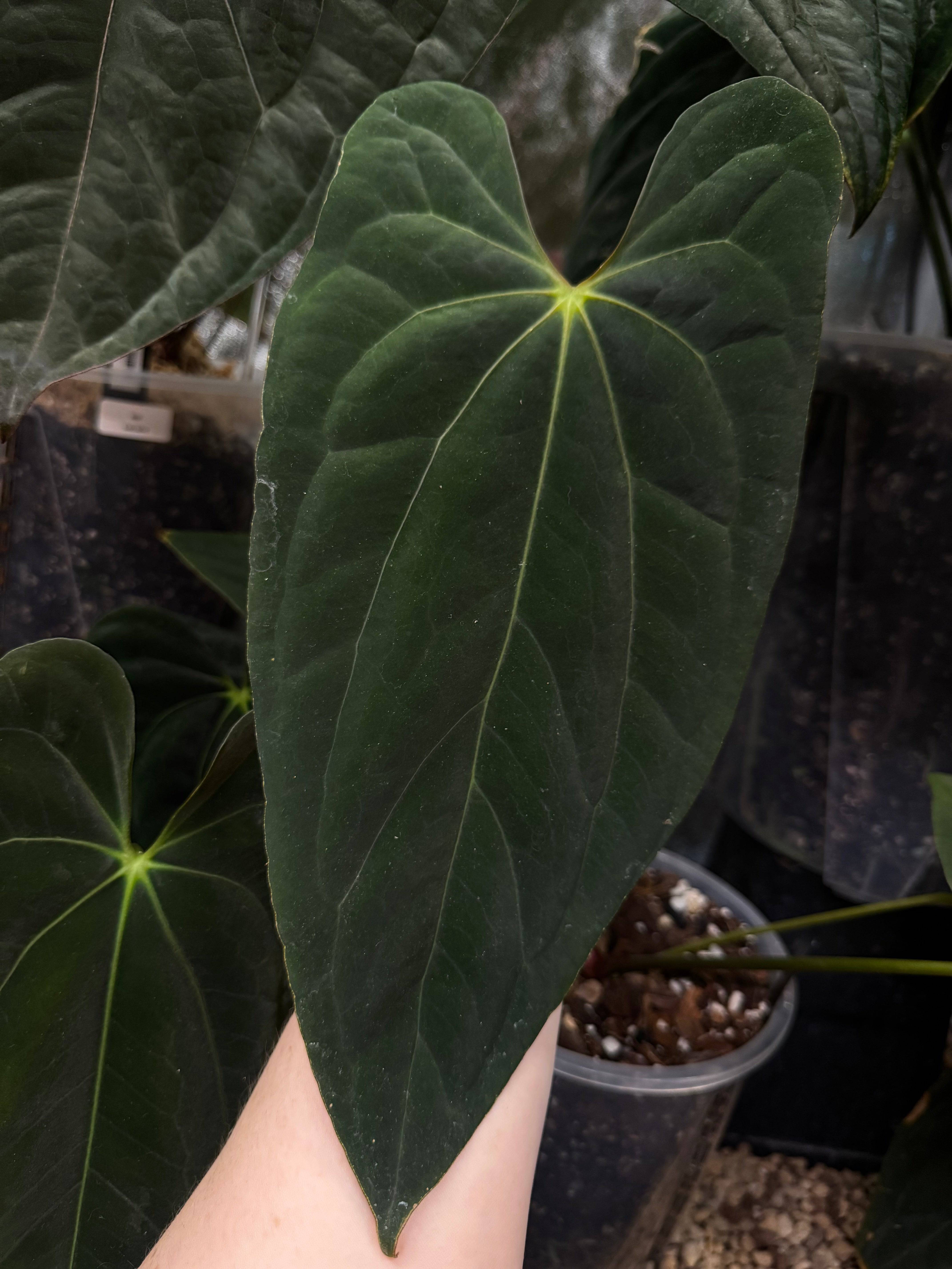 NFS: Anthurium Papillilaminum XOne - SMUKHI