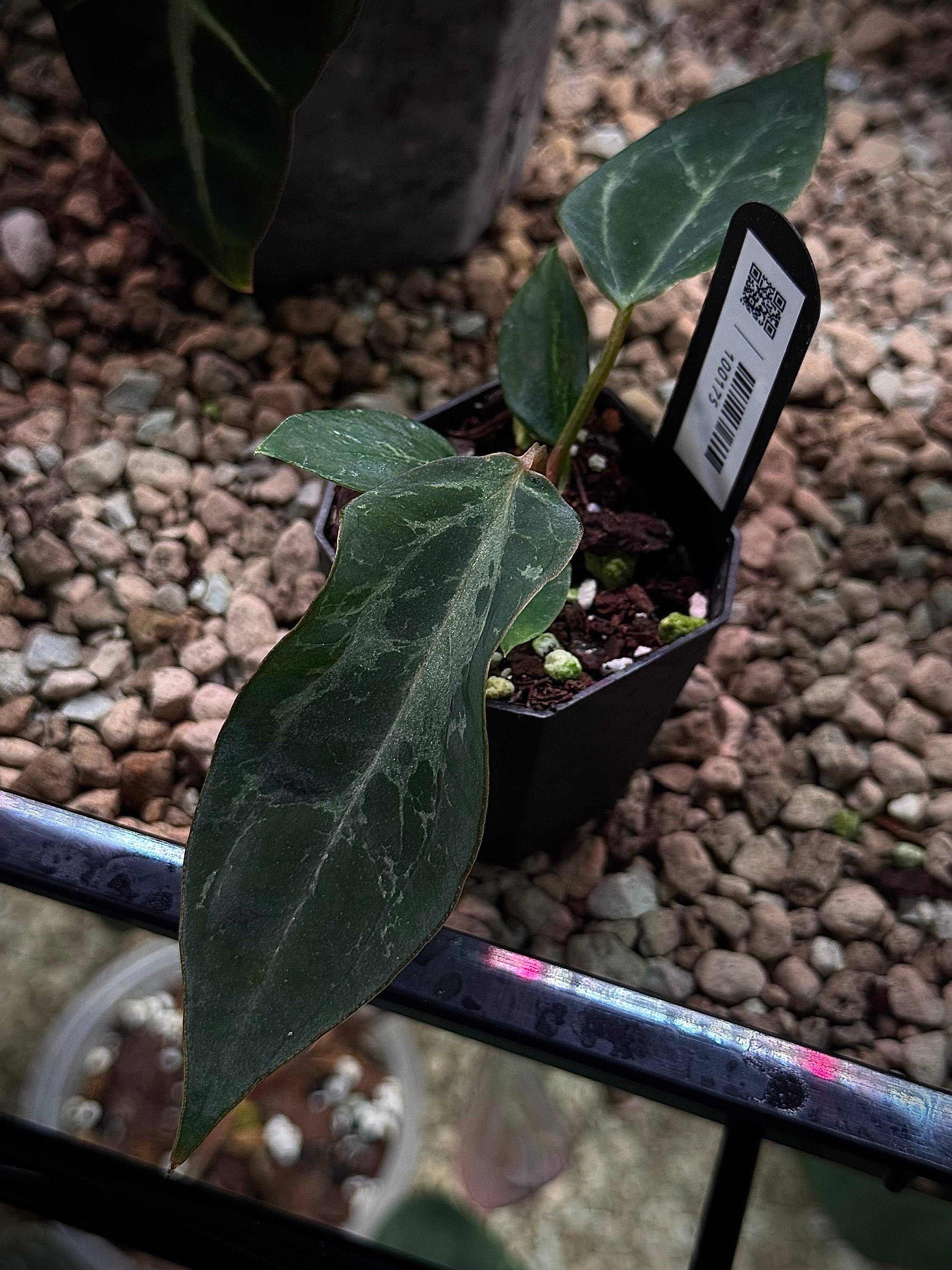 NFS: Anthurium (Black Widow x Red Velvet Cake) x (Dressleri RG x Carlablackiae 'Amanda') #1