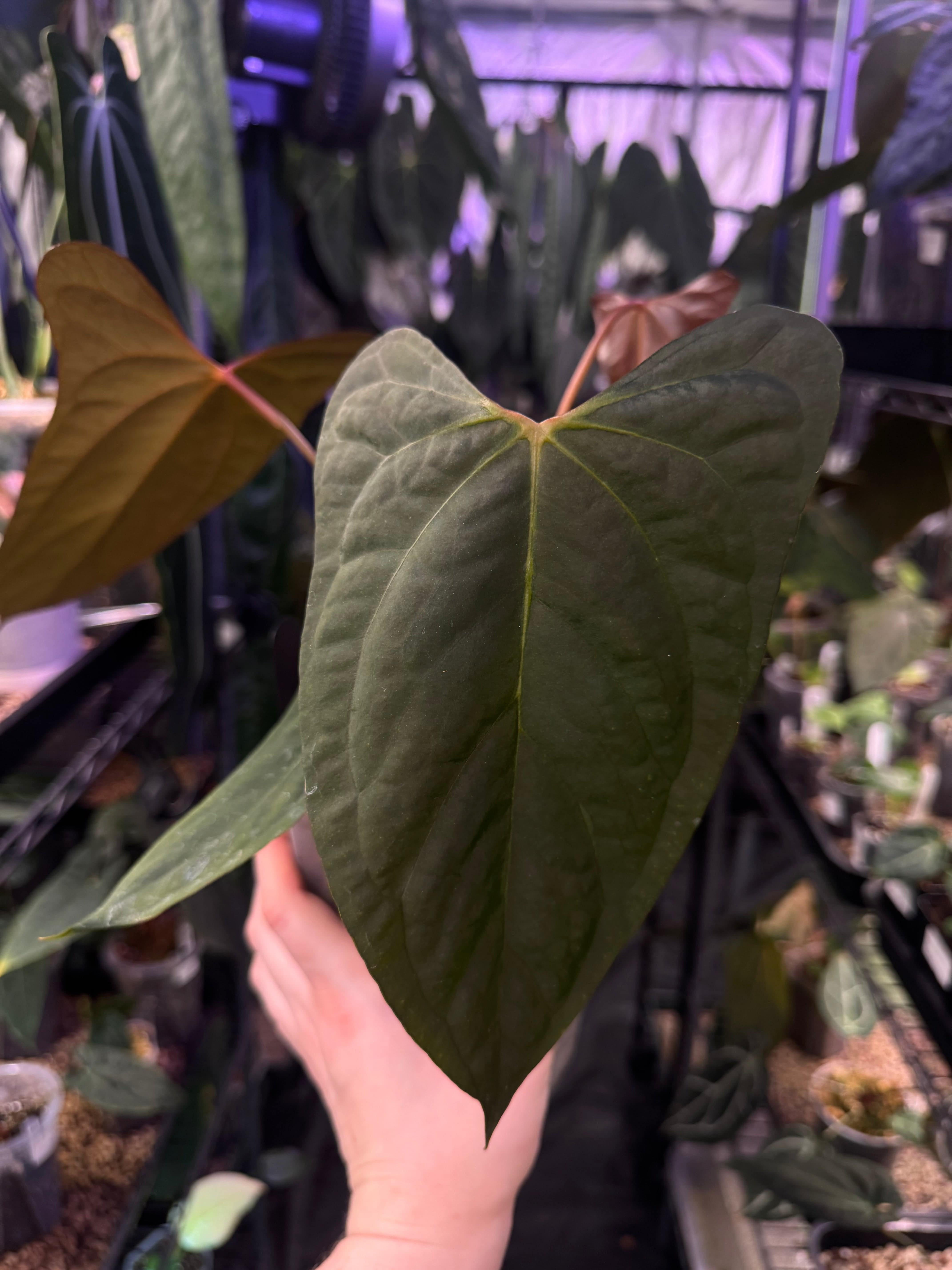 Anthurium Papillilaminum XOne x Indo Portillae - Clone - SMUKHI