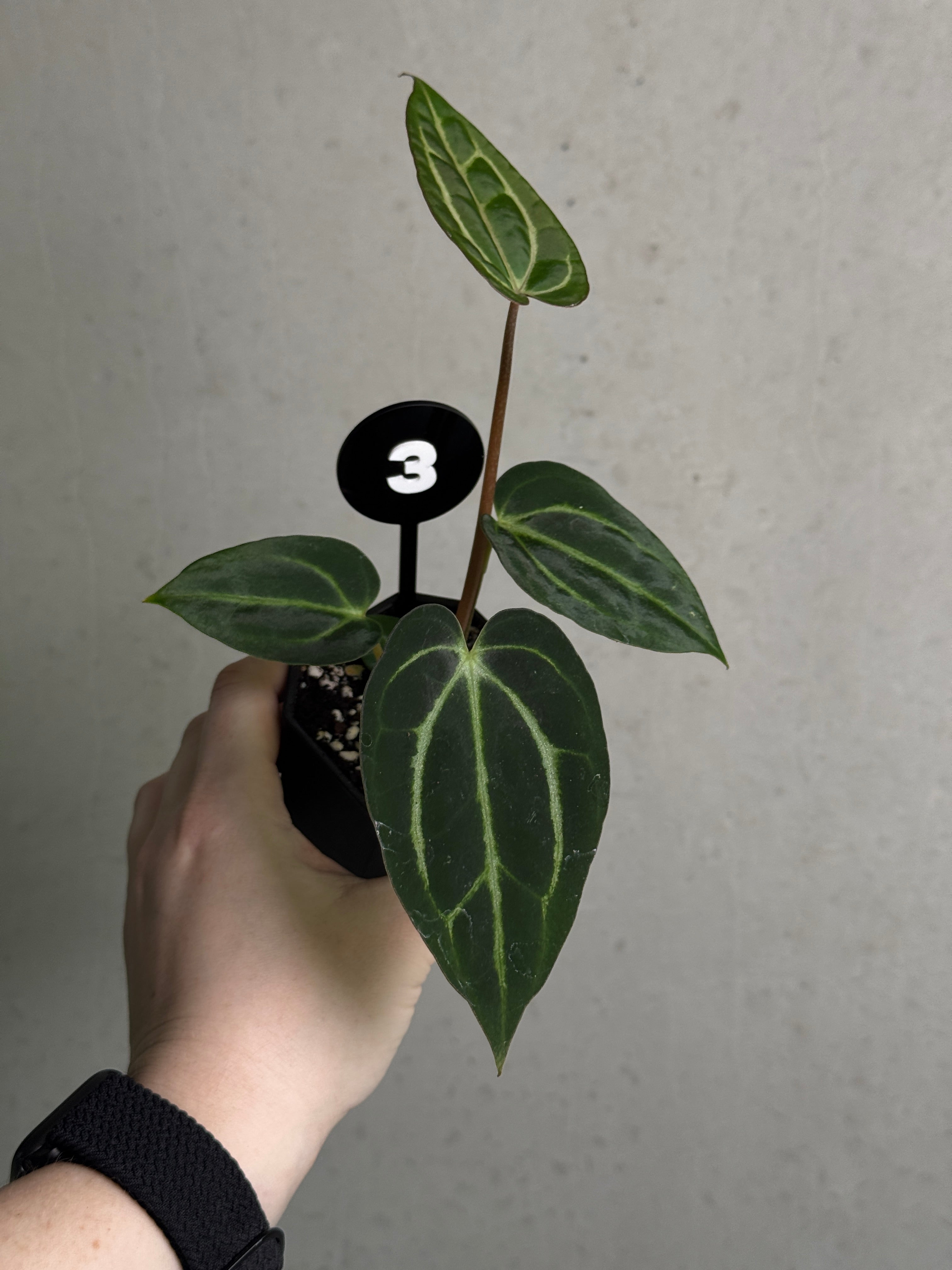 Crystallinaminum Anthurium Carlablackiae ex WU x RA10 plant with dark glossy leaves and vibrant spathes, indoor decorative houseplant.