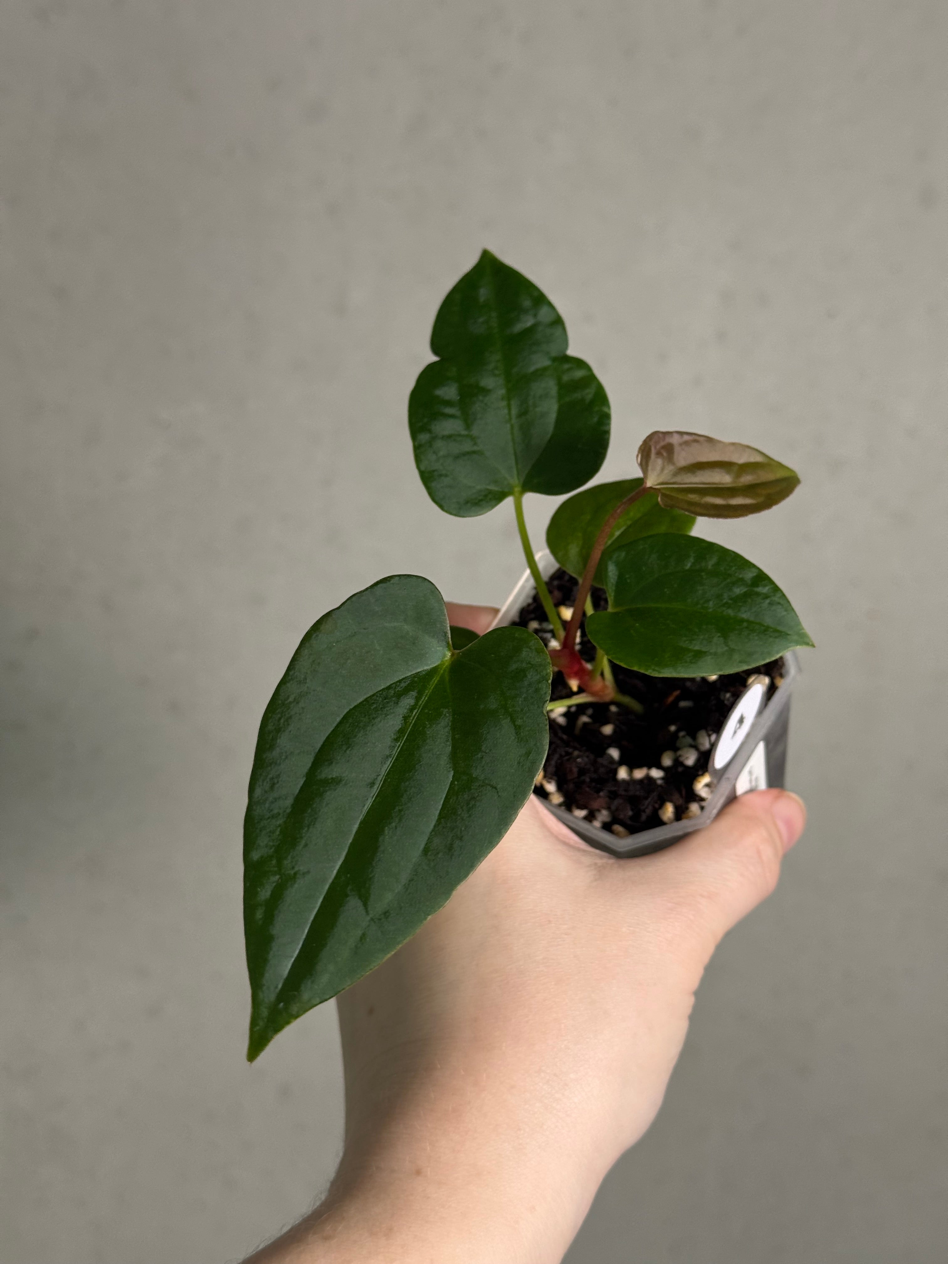 Anthurium (Dark Phoenix x Blue Papillilaminum) x Fort Sherman S1 - SMUKHI