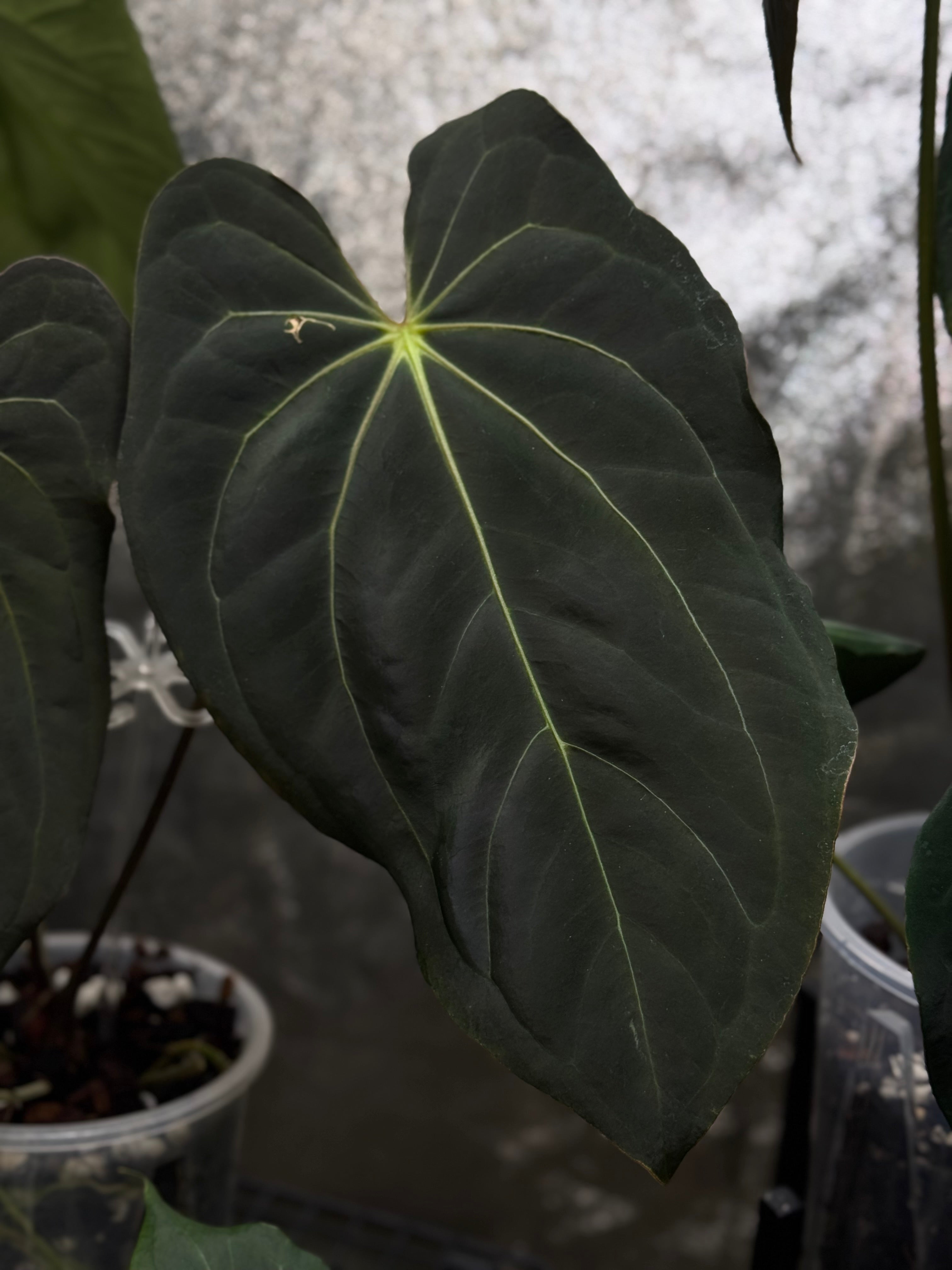 NFS: Anthurium Blue Papillilaminum x self - SMUKHI