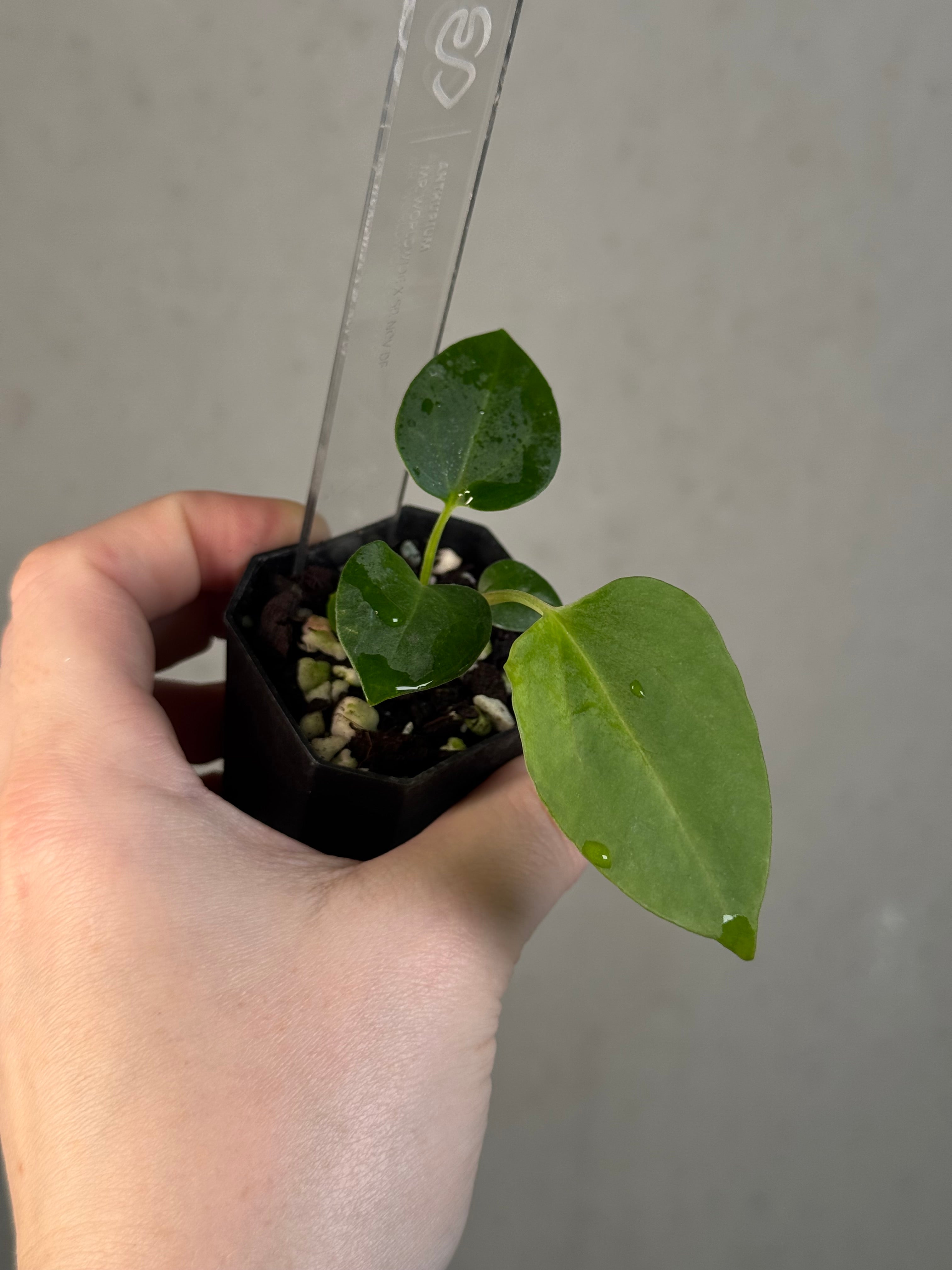 Anthurium Mr. Worldwide x sp. Nov DF