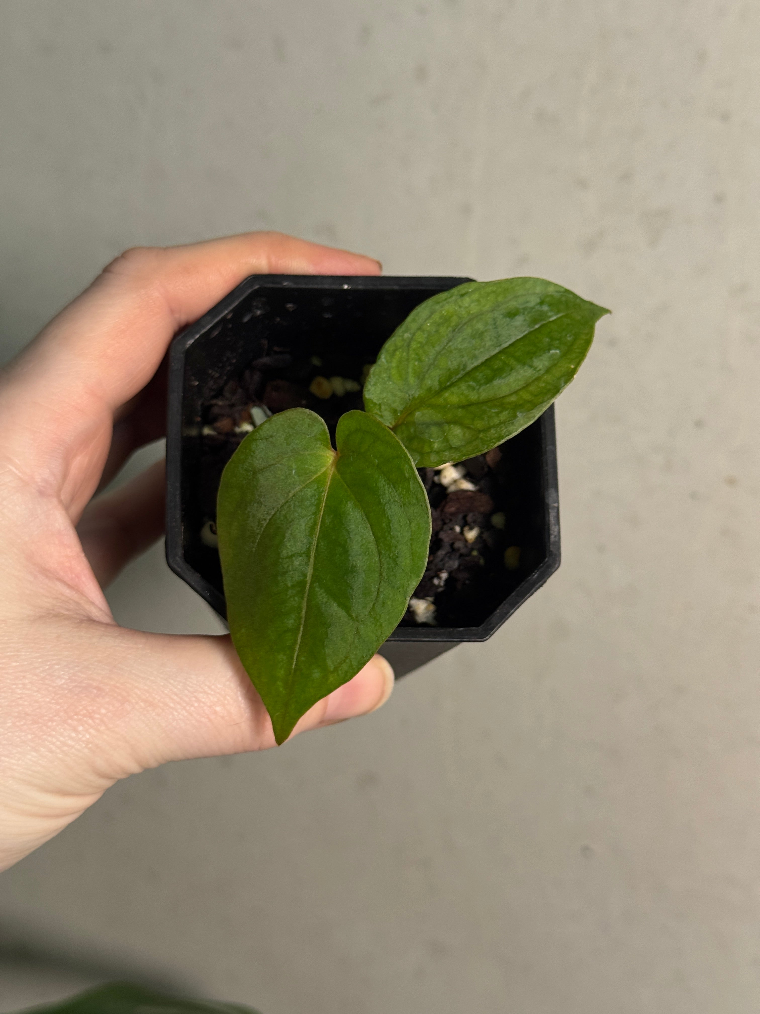 Anthurium Papillilaminum 'Lago Gatun' F1 - Clone - SMUKHI