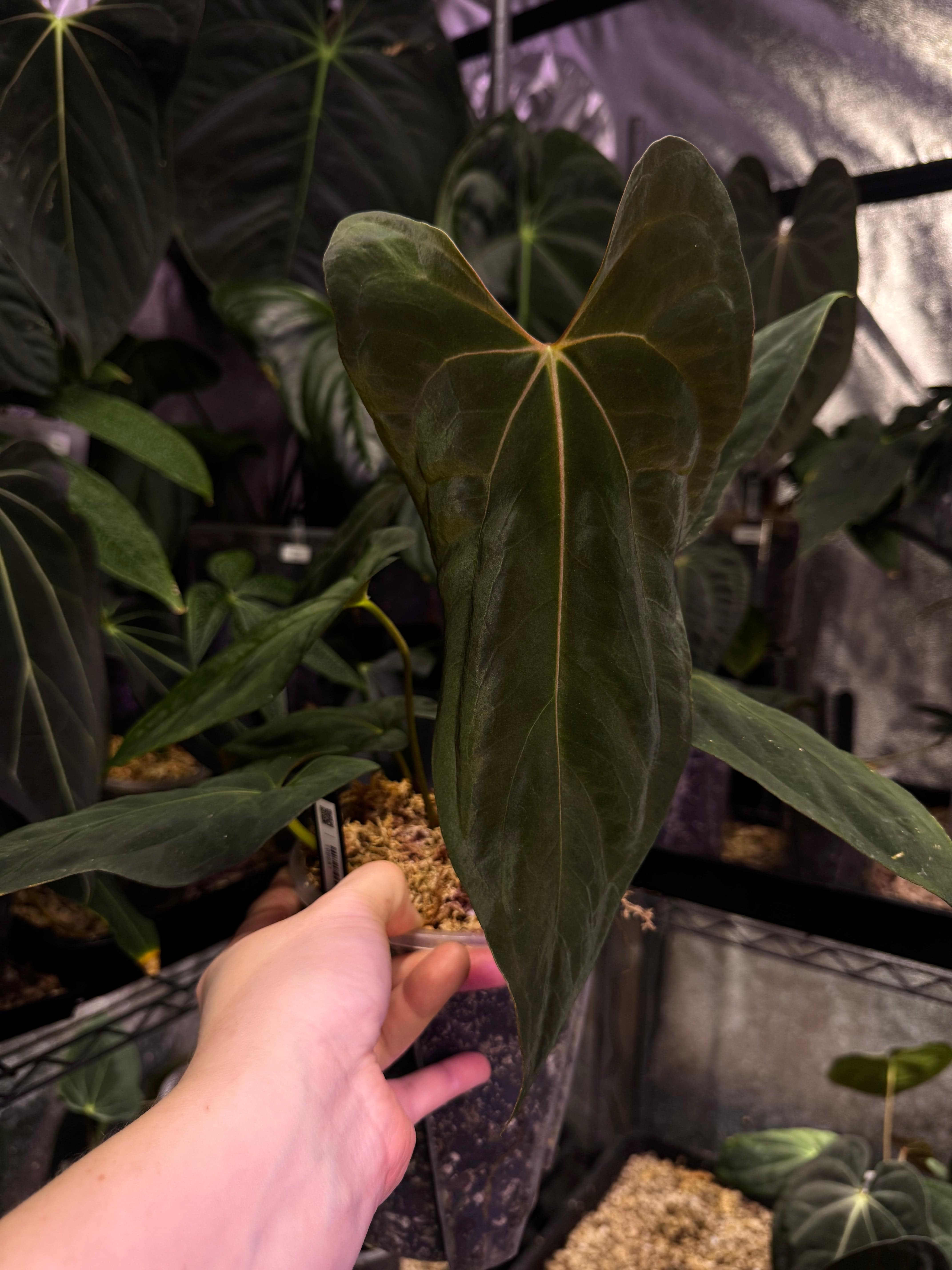 NFS: Anthurium Fort Sherman - SMUKHI