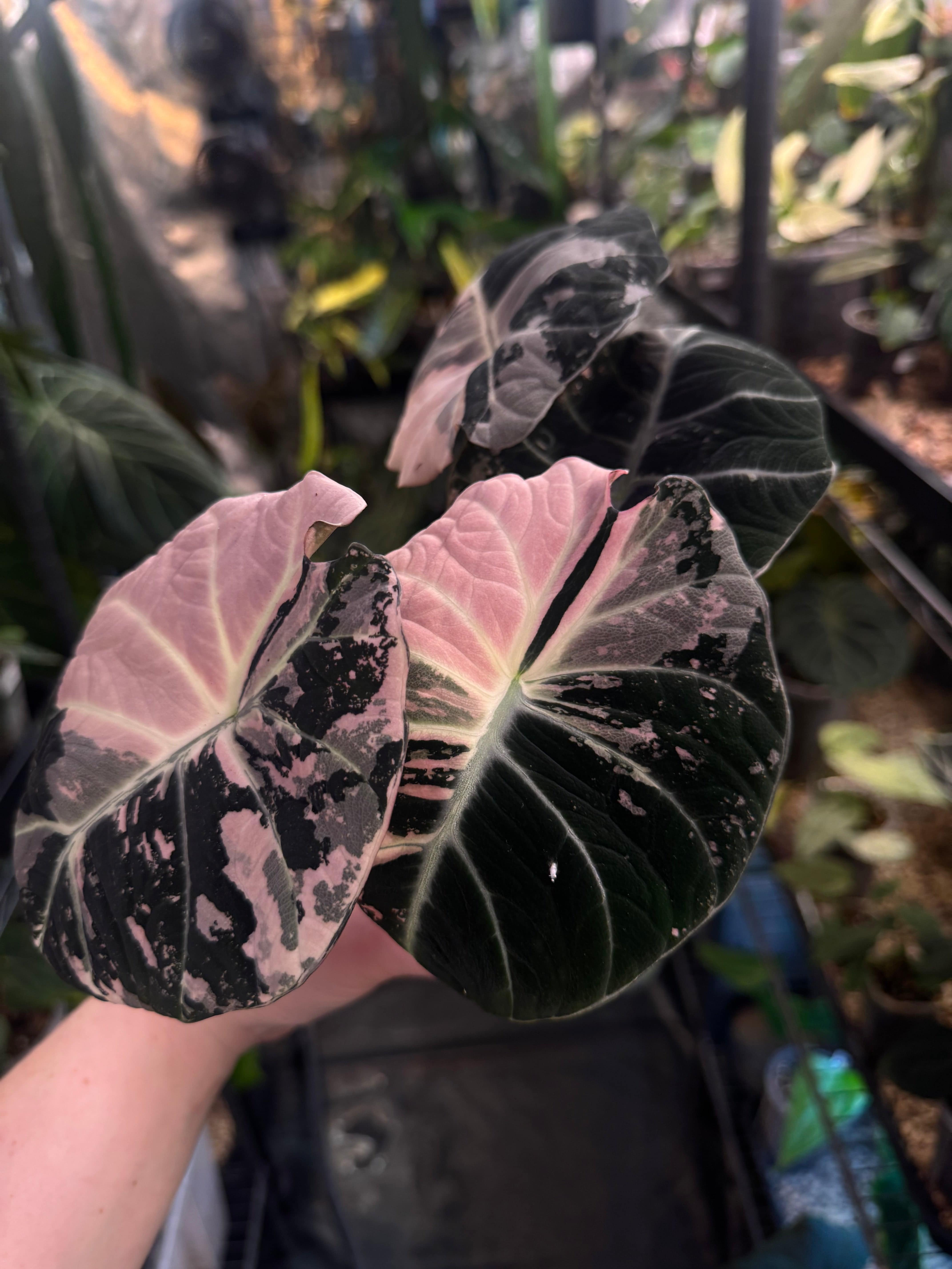 NFS: Alocasia Black Velvet Pink Variegata - SMUKHI