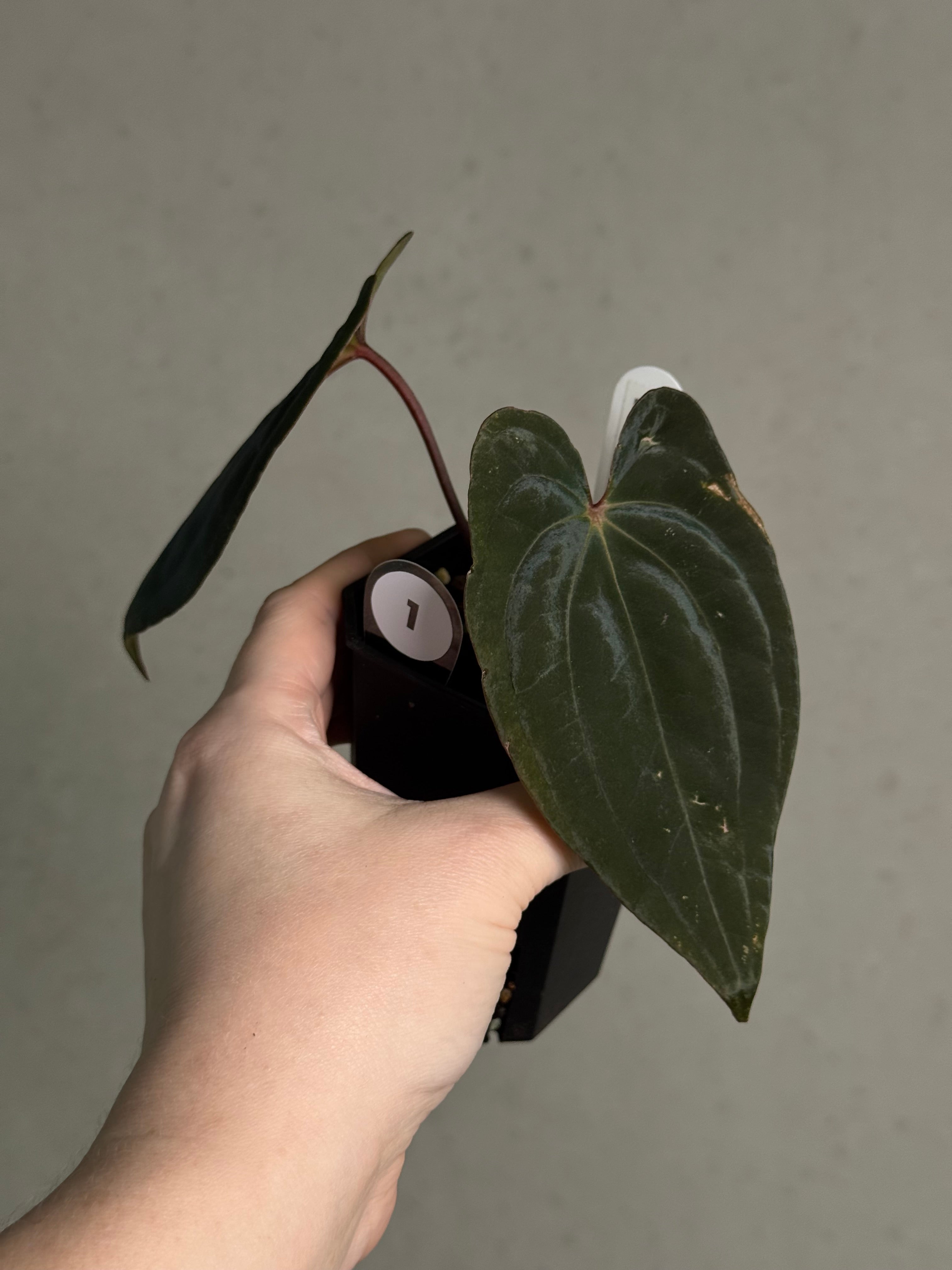 Anthurium ‘Sherpa’ (Dark Phoenix x RVDP) #2 - Clone - SMUKHI