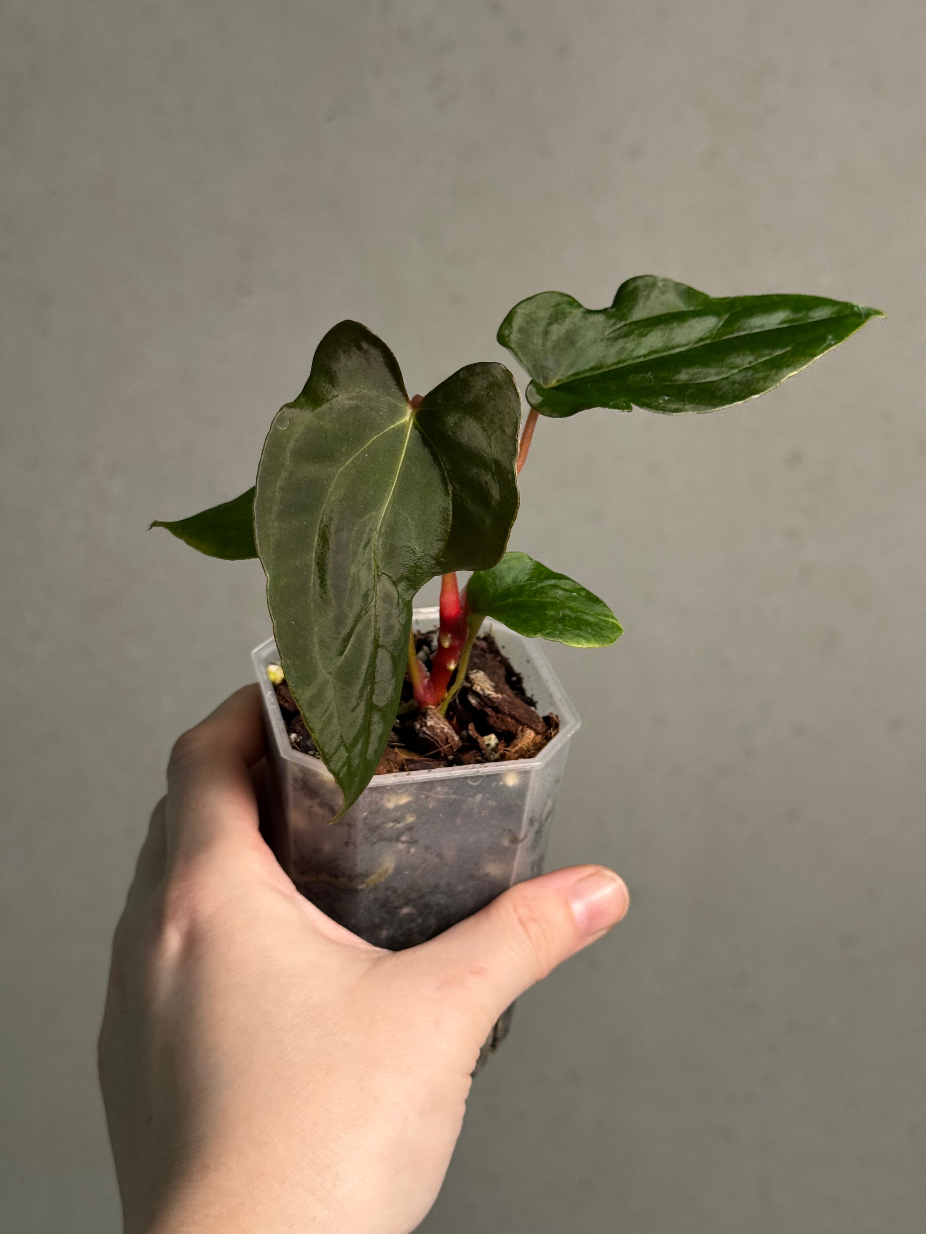 Anthurium Ralph Lynam x self - SMUKHI