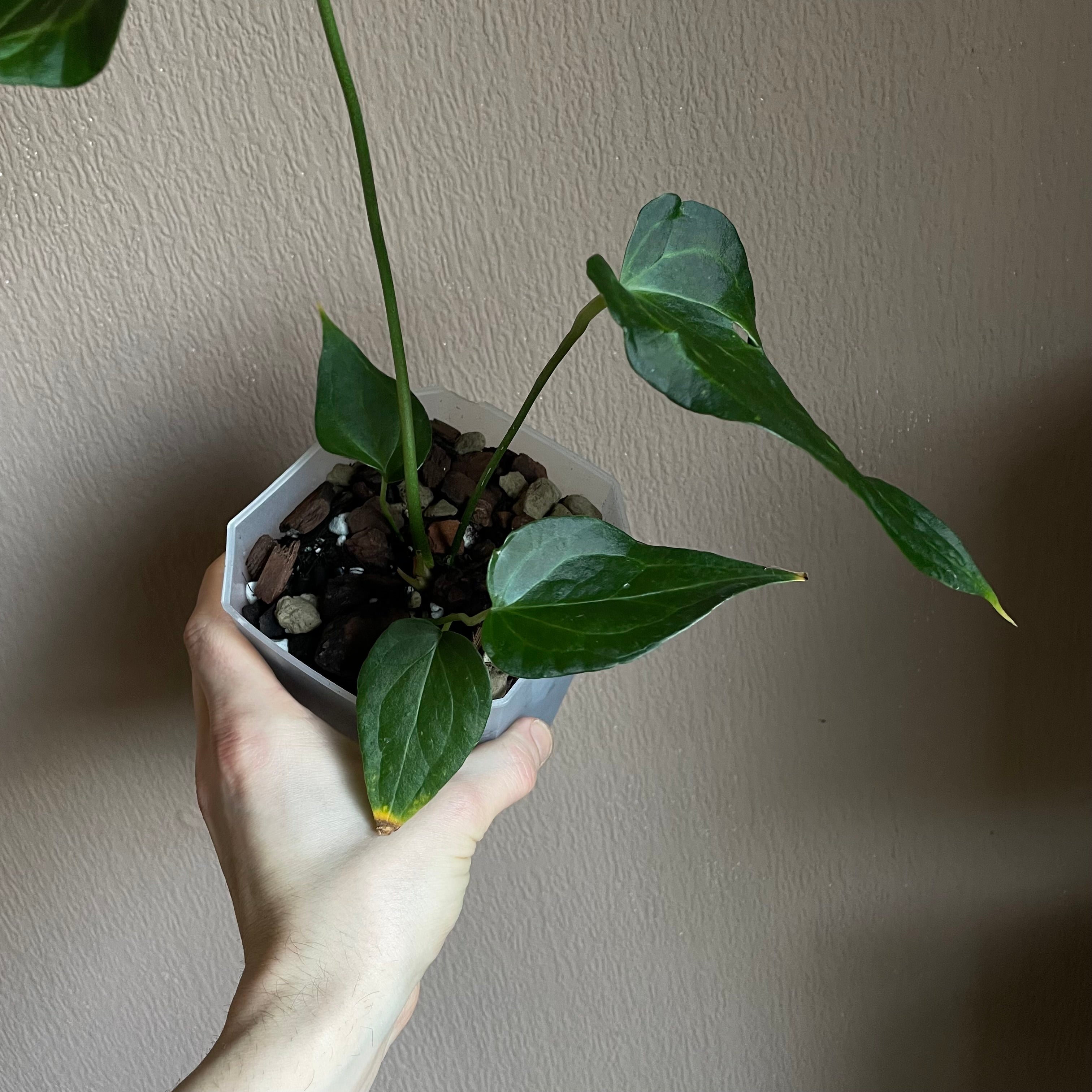 Anthurium - Various plants