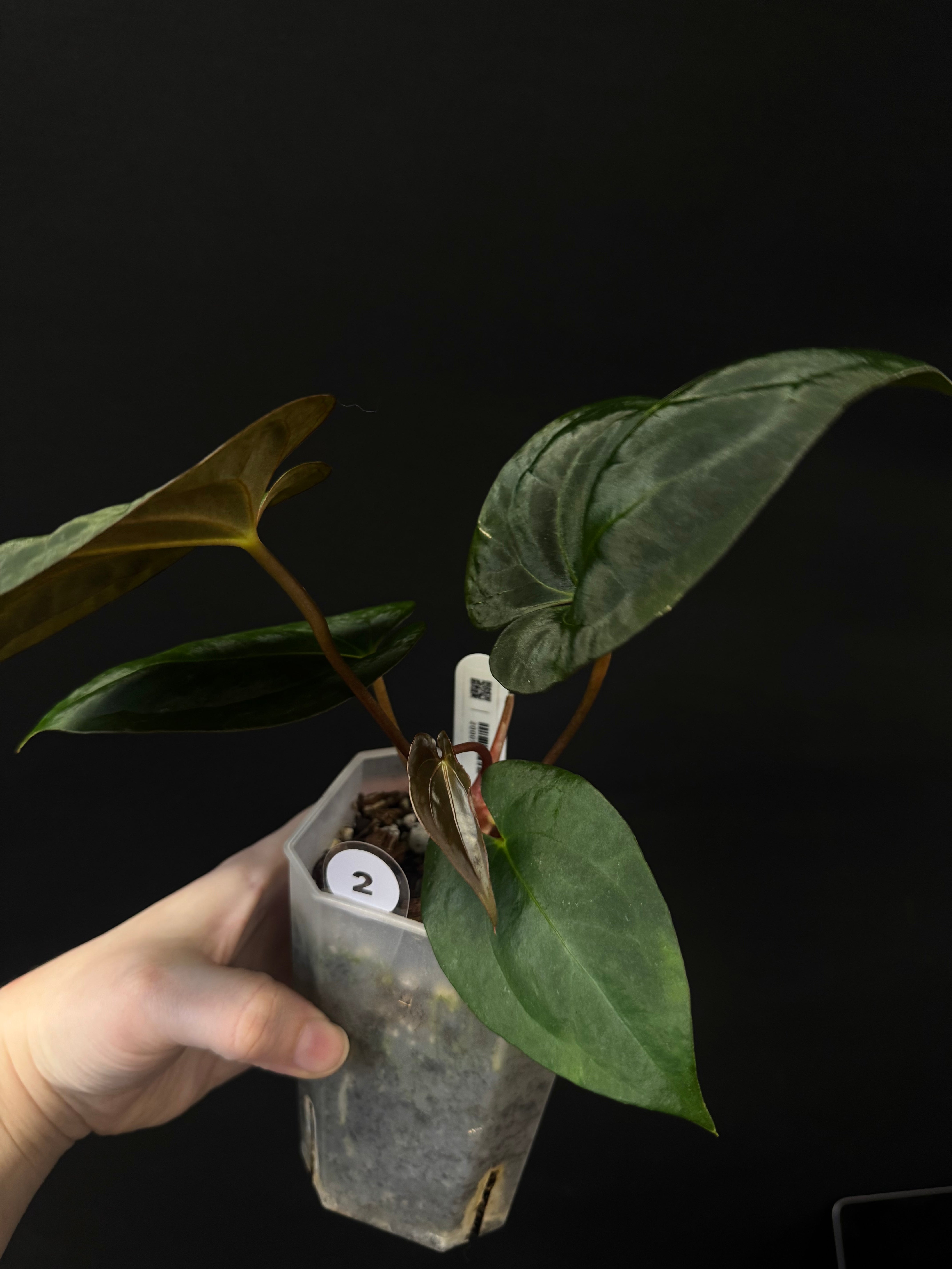 Anthurium RLxFS x Dark Phoenix