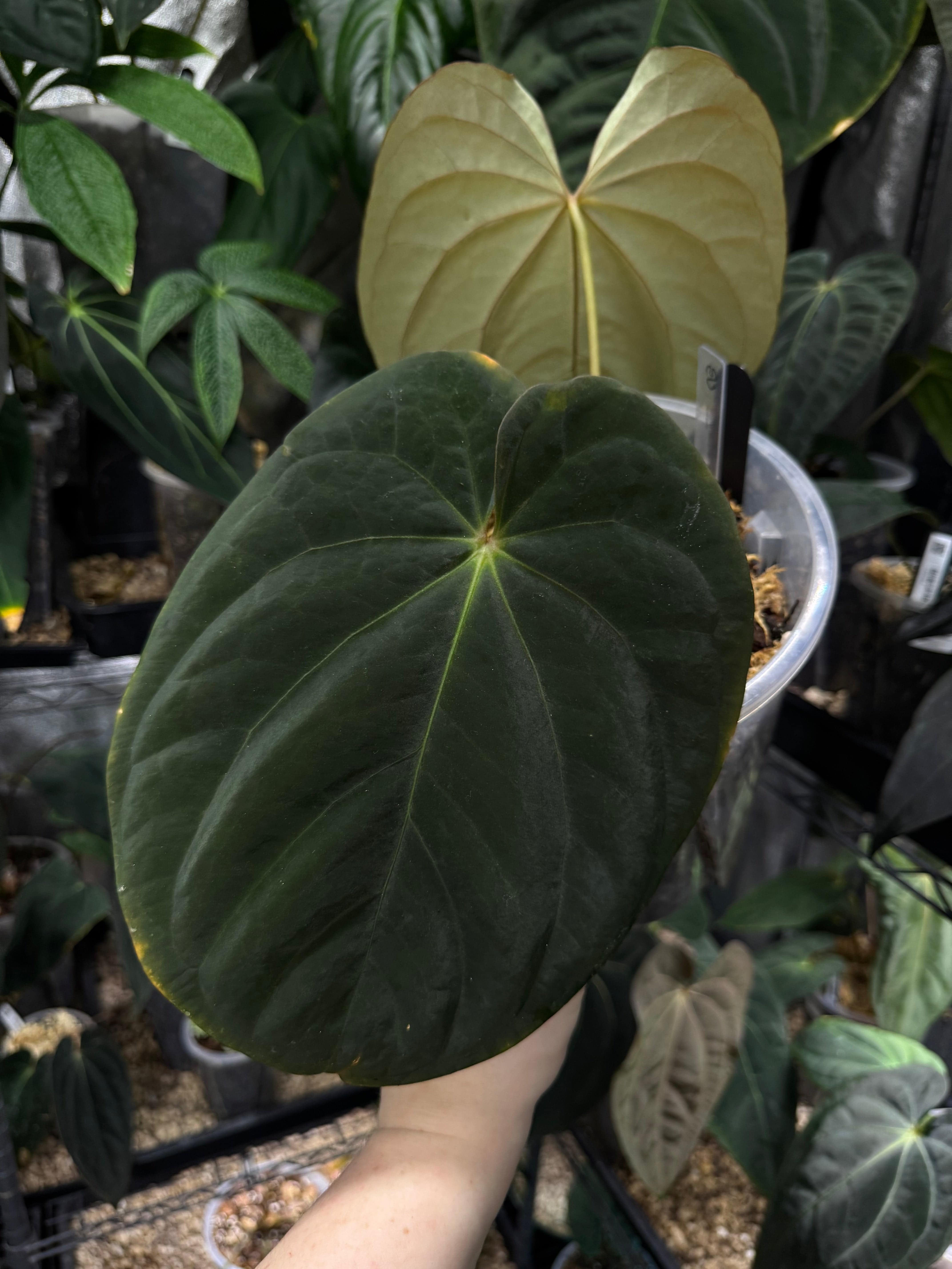 NFS: Anthurium BVEP 'Round' x BBL - SMUKHI