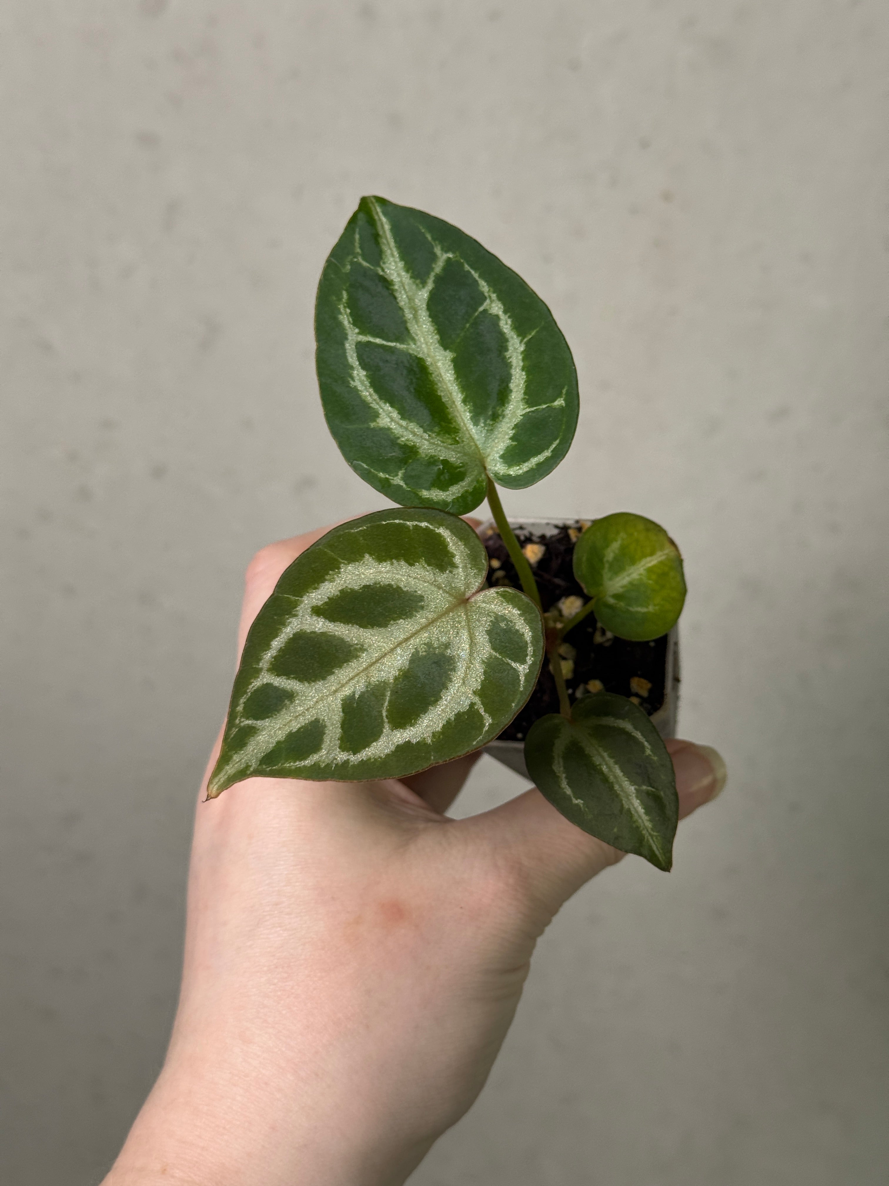 Anthurium Red Crystal Blush '2' x '1' - Clone