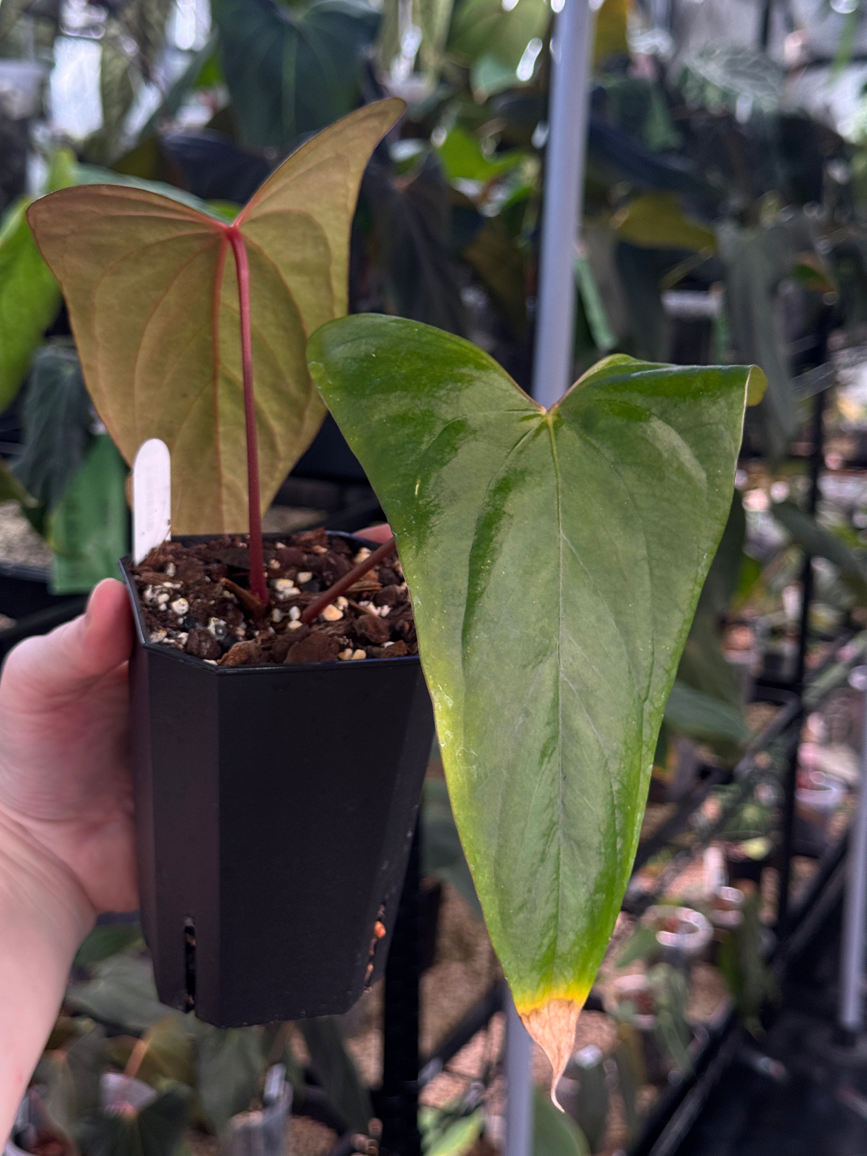 Anthurium Papillilaminum Ree Gardens x sp Napo