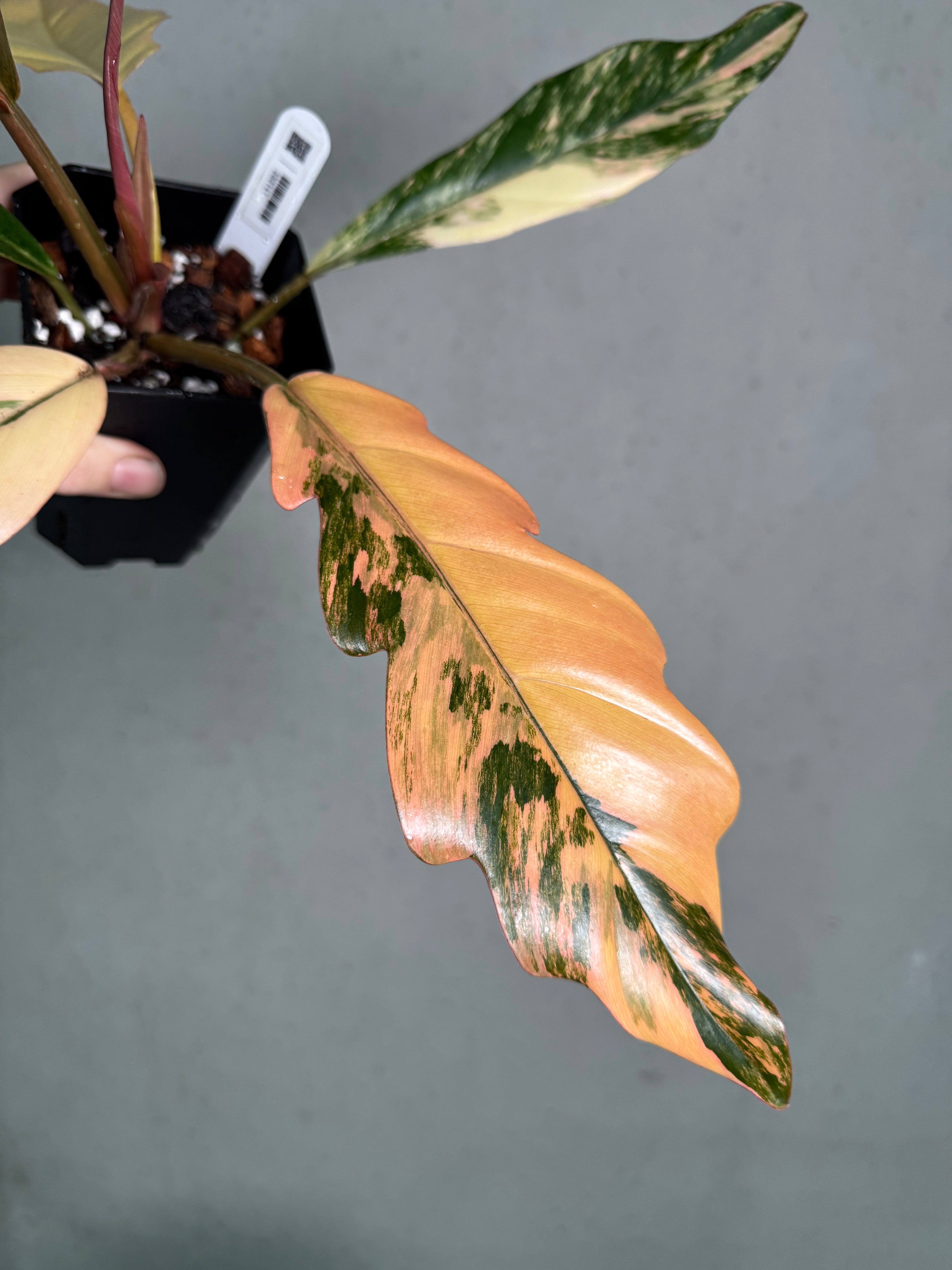 Philodendron Caramel Marble - SMUKHI