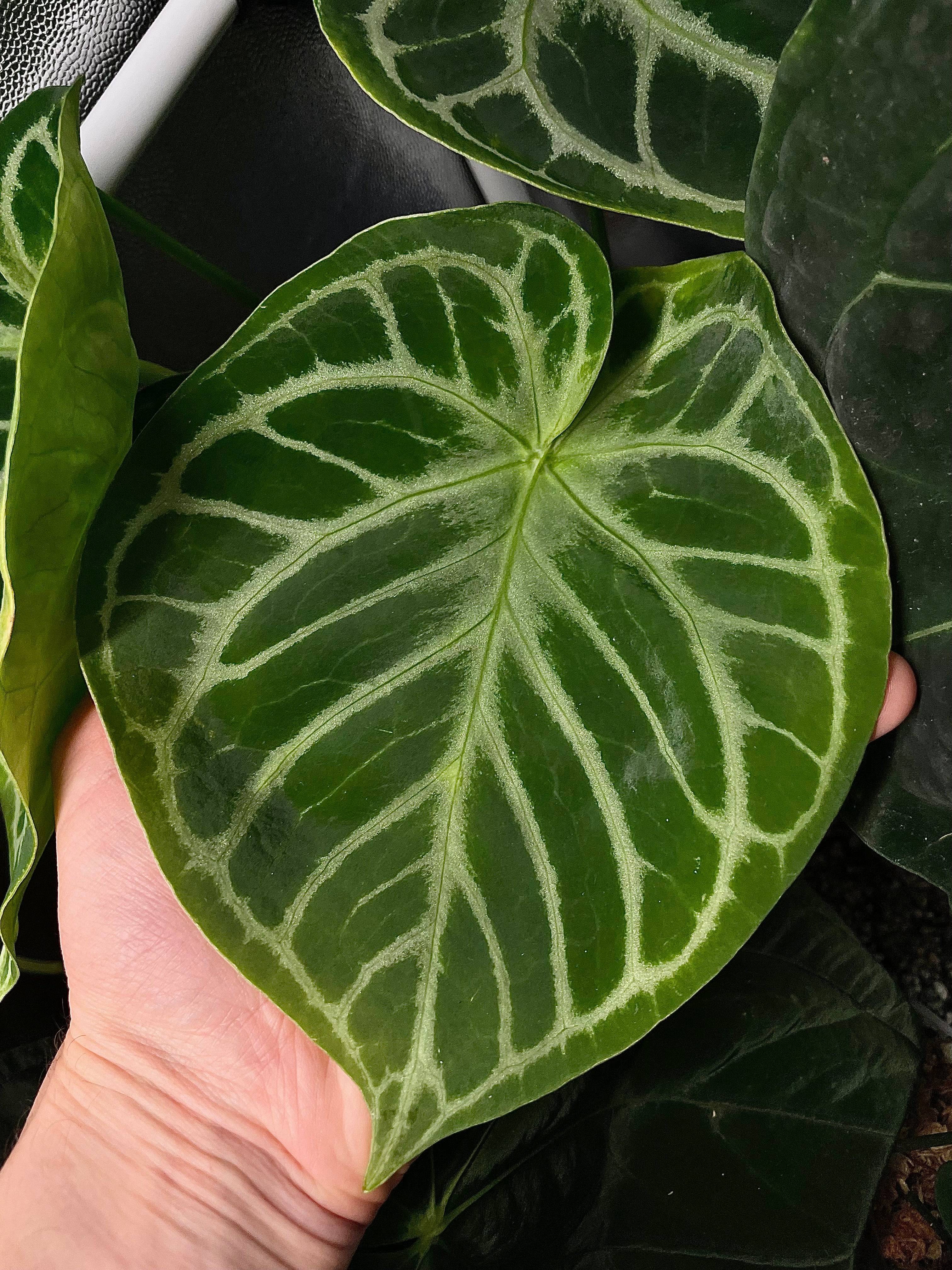 Anthurium 'Silver Blush' S1 (set of 5) - SMUKHI