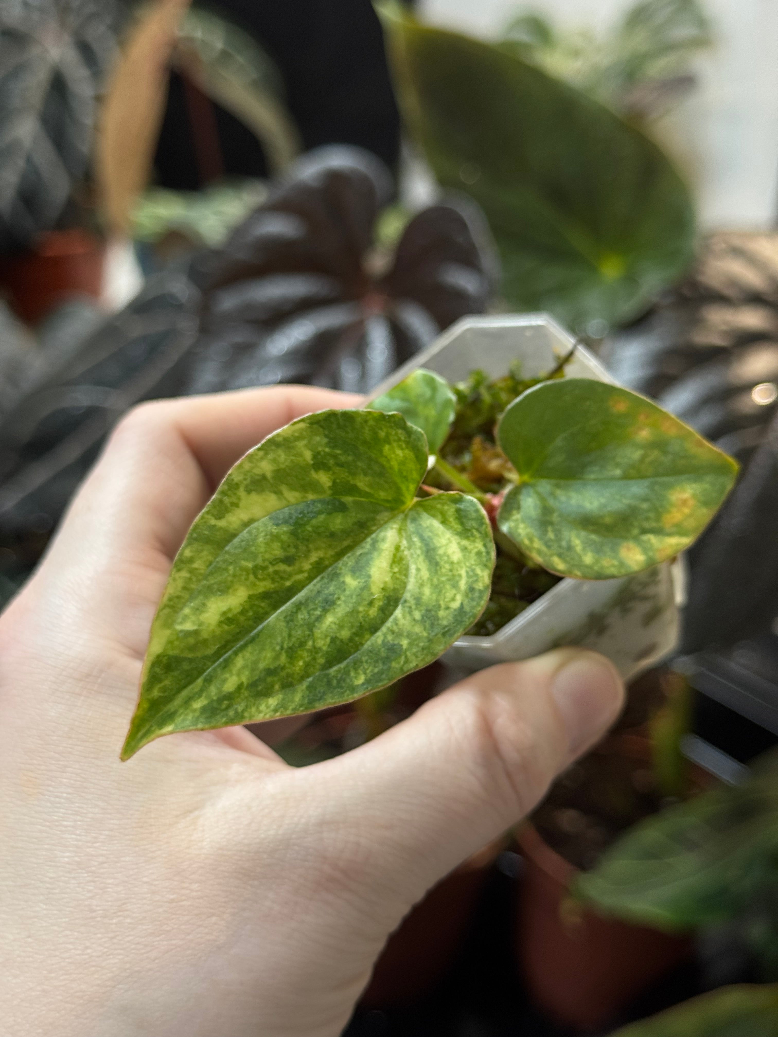 NFS: Anthurium Papillilaminum Variegata x Luxurians