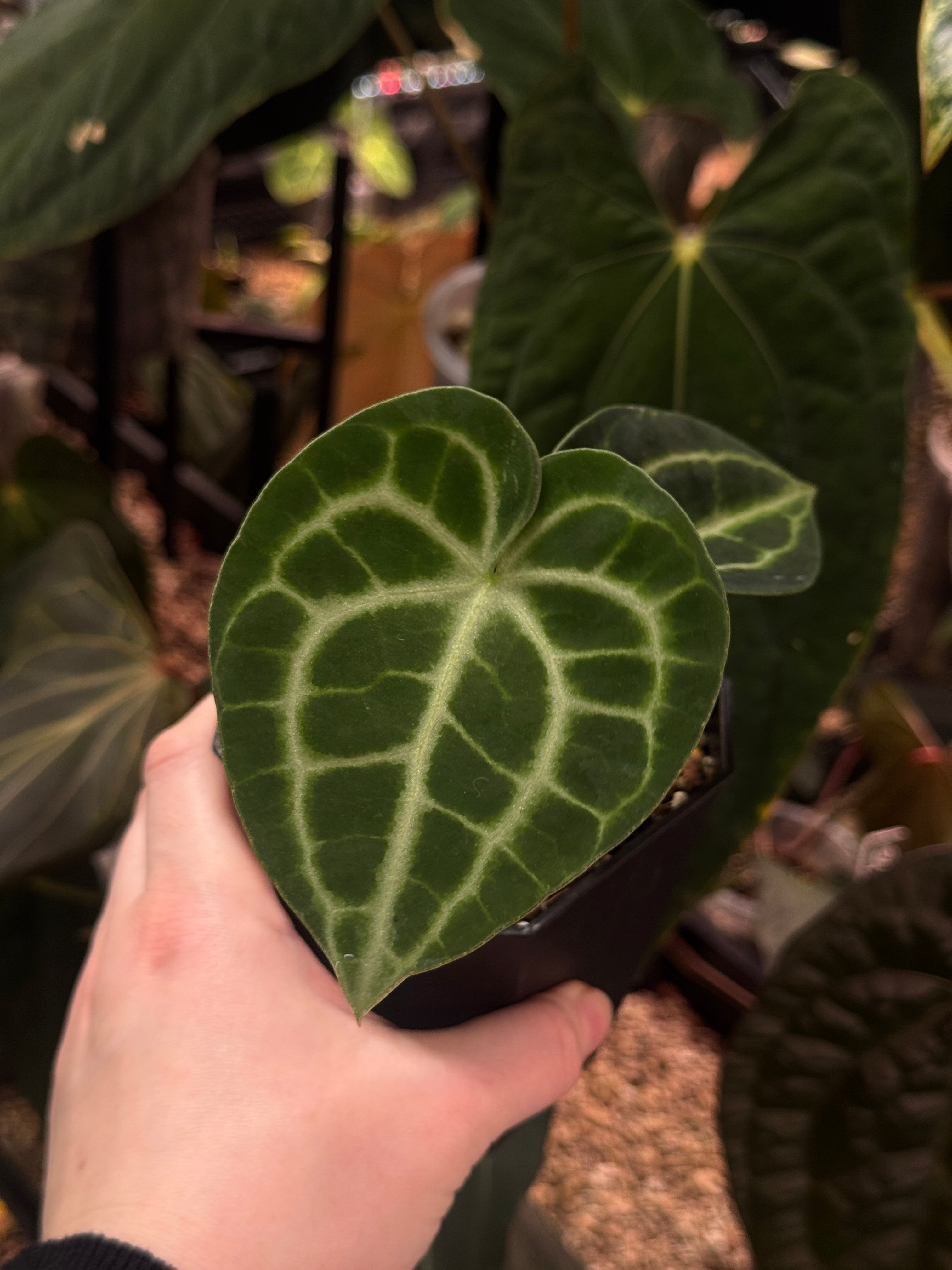 Anthurium King Clarinervium ‘Sulanjana’ - SMUKHI