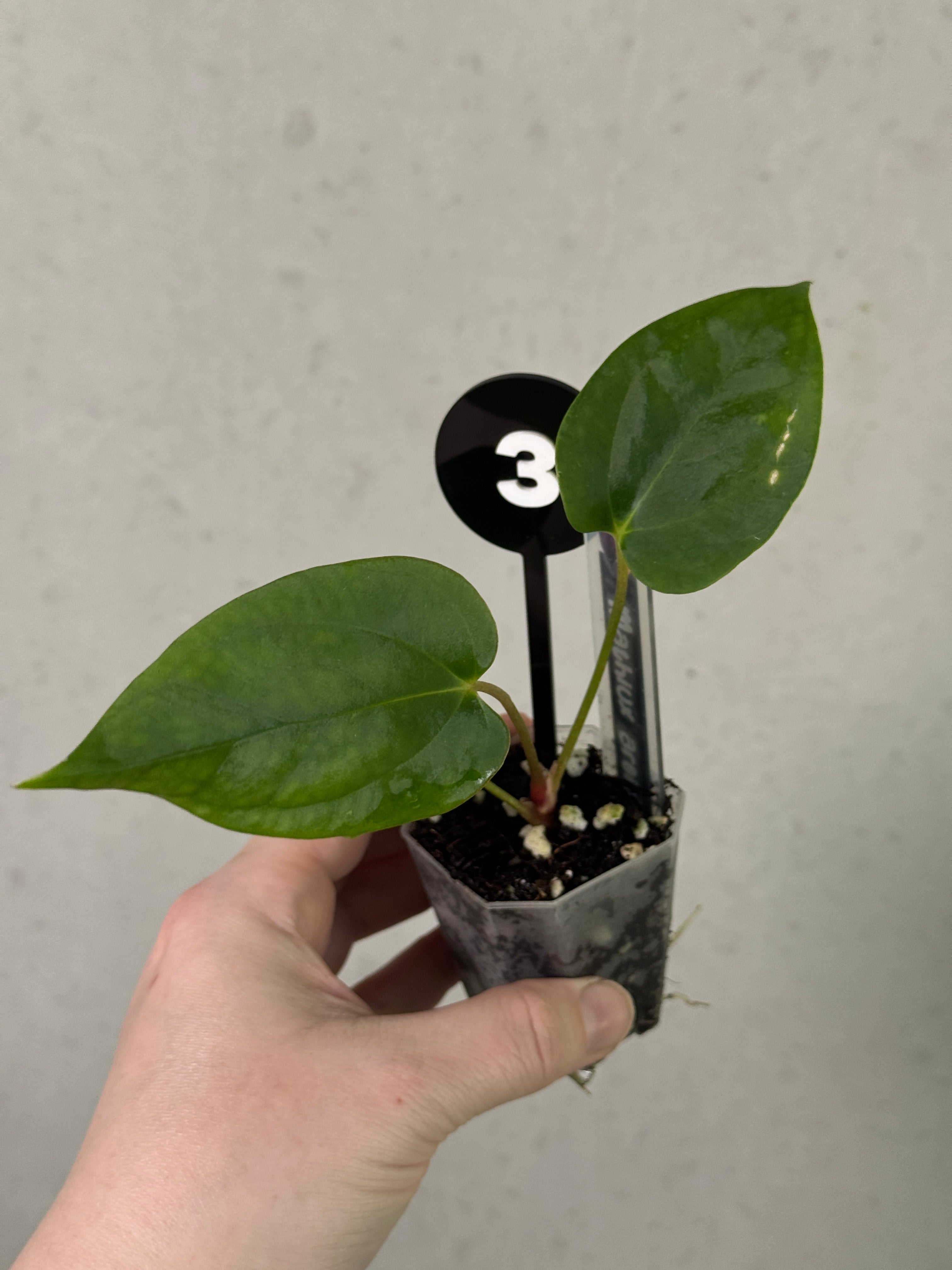 Anthurium BVEP plant by Mathiux Aroid with vibrant red leaves and lush green foliage, showcasing its unique round and Felix hybrid features.