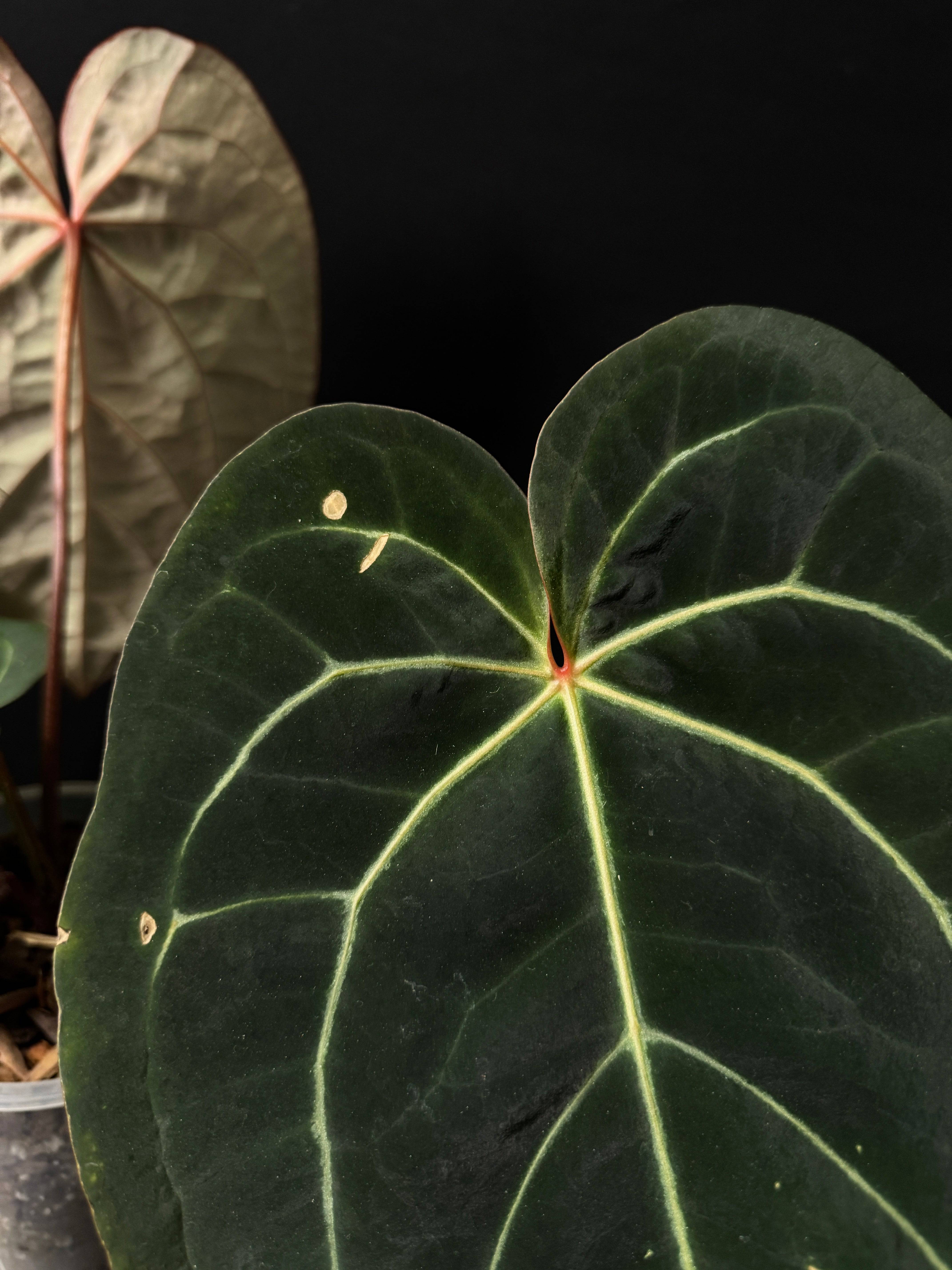 Anthurium Michelle '1' x Zara '52' - SMUKHI